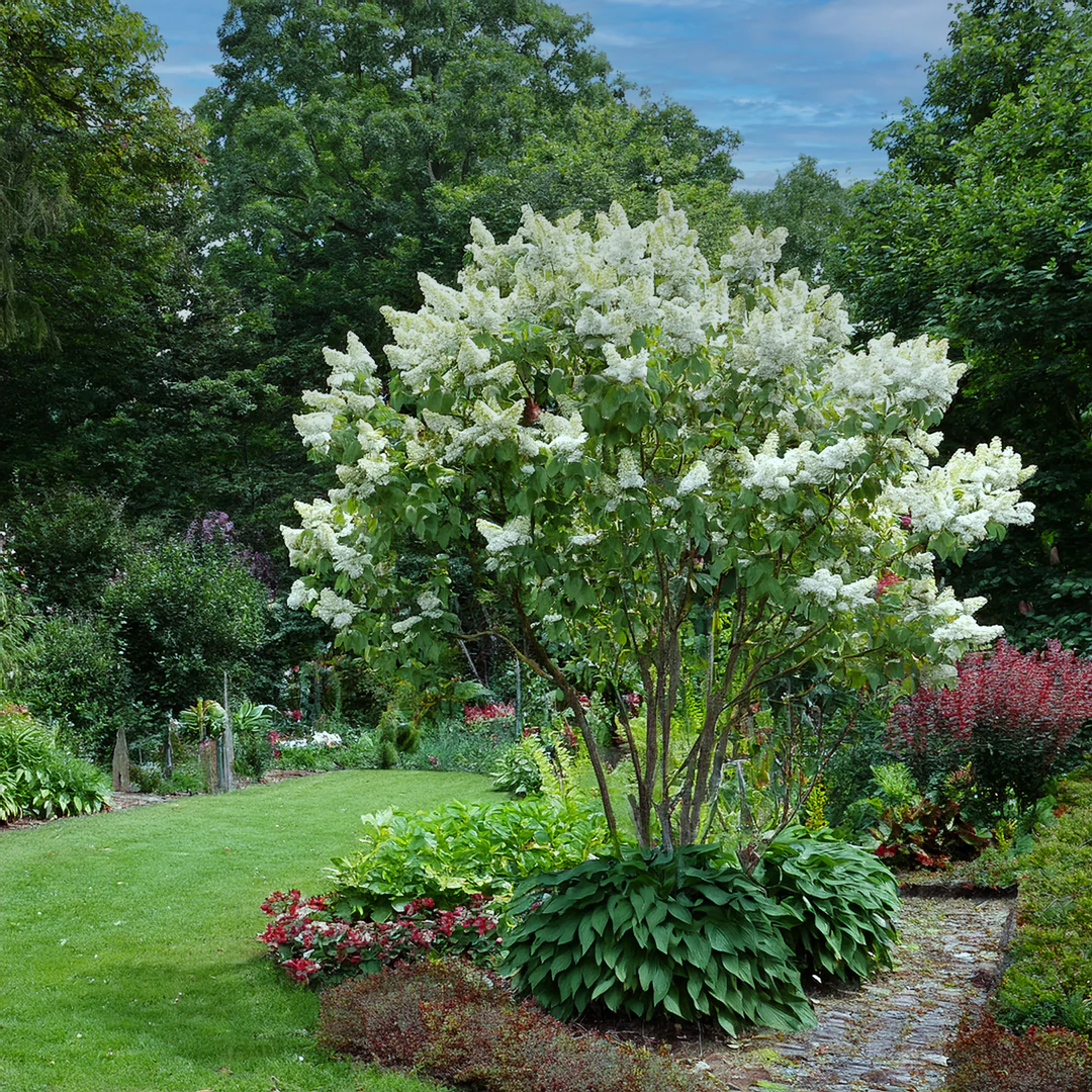 Lilas (Syringa vulgaris) - Image 3