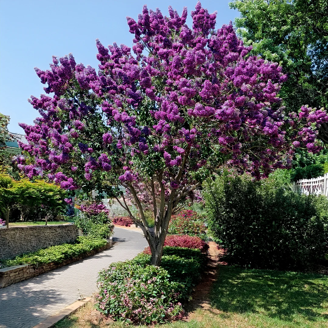 Lilas (Syringa vulgaris) - Image 5