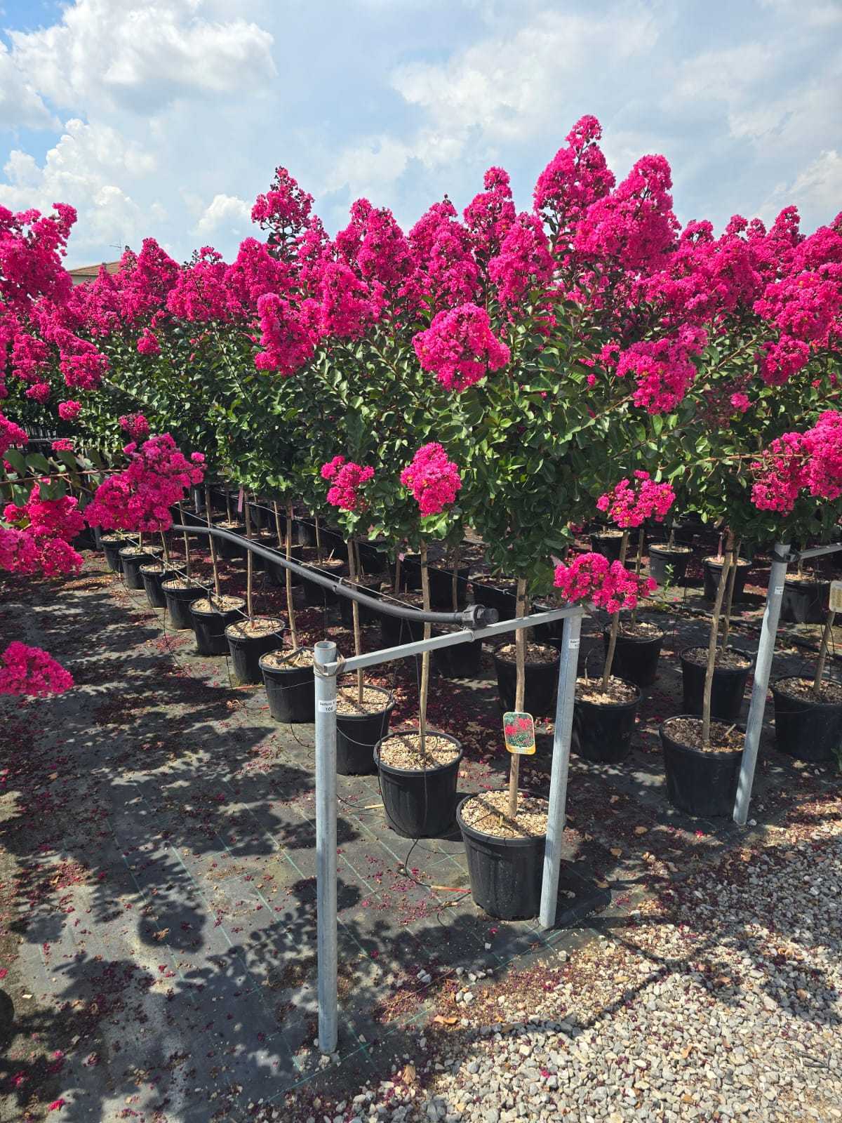 Lilas des indes en tige (Lagerstroemia) - Image 6
