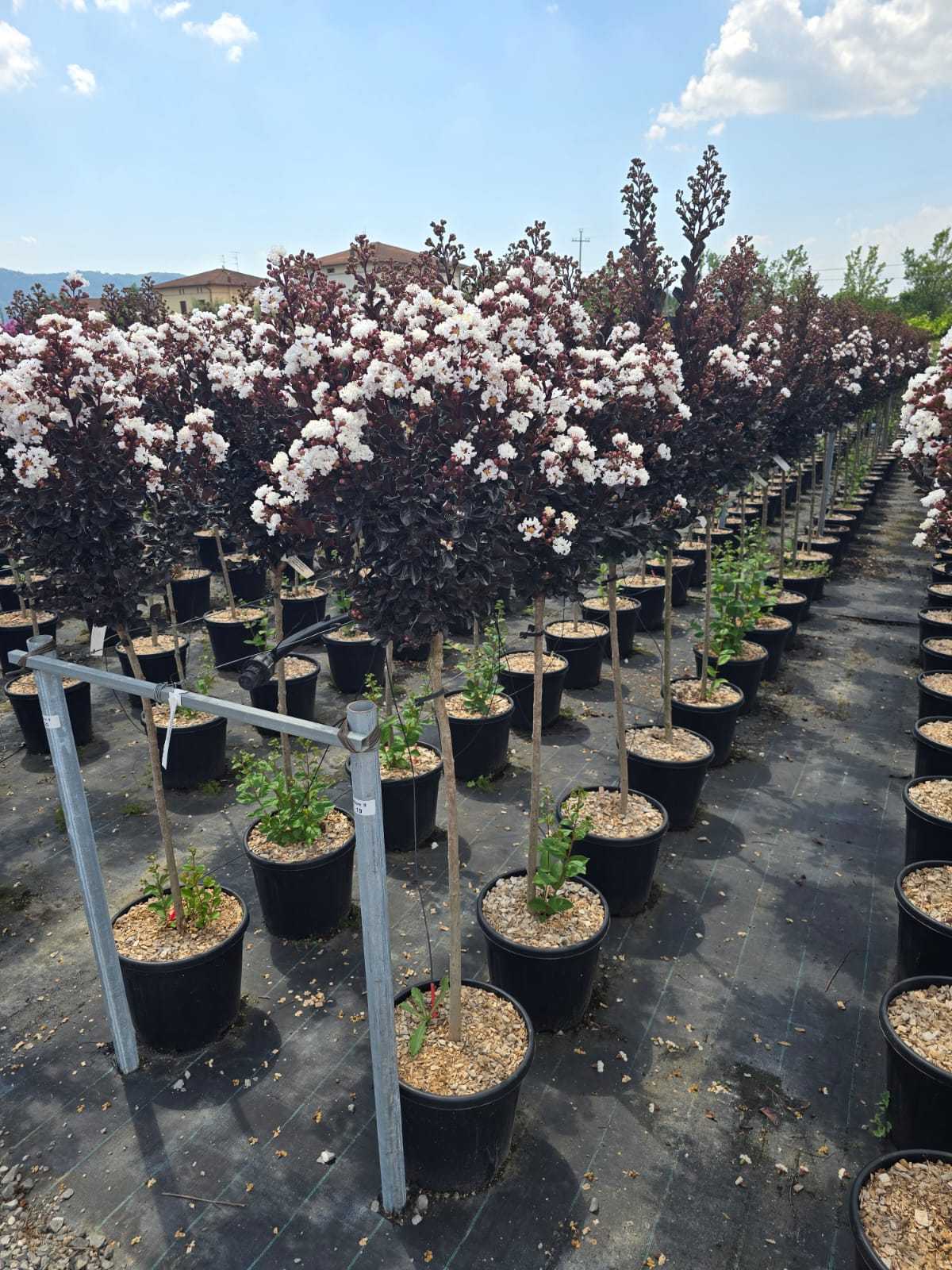 Lilas des indes en tige (Lagerstroemia) - Image 7