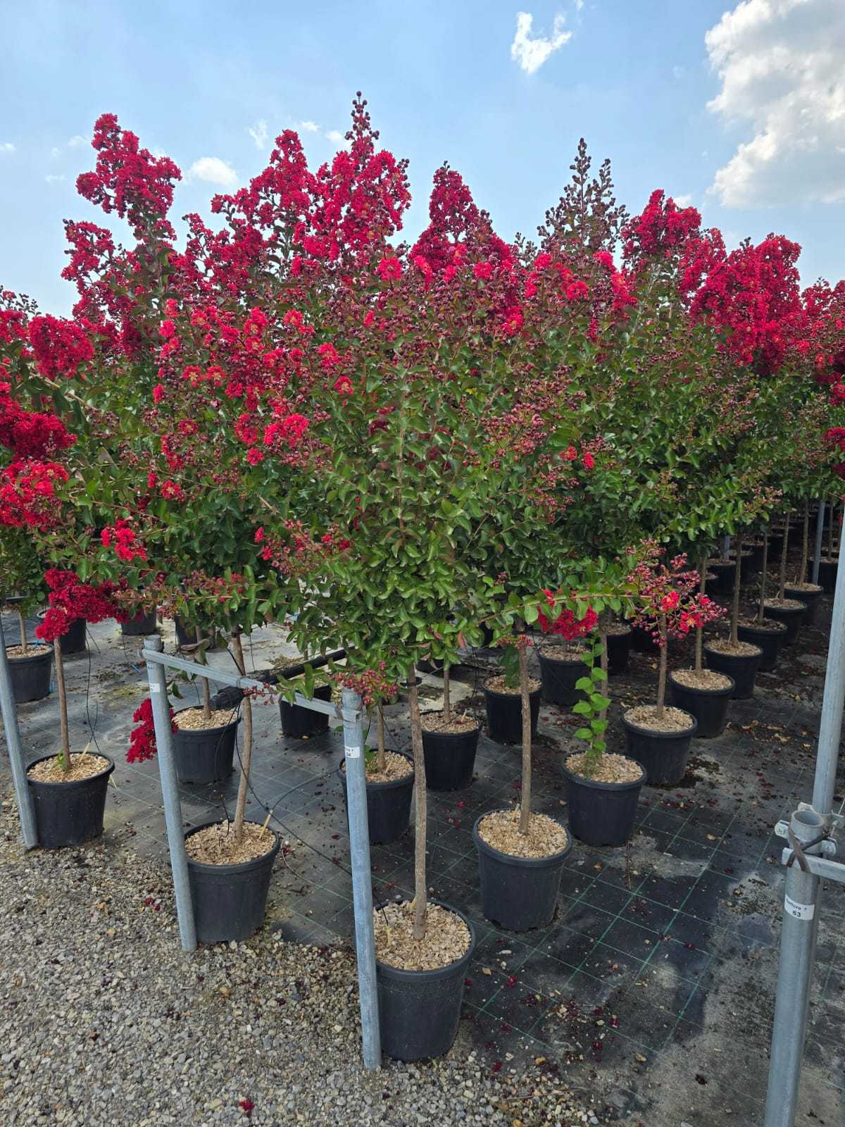 Lilas des indes en tige (Lagerstroemia) - Image 8