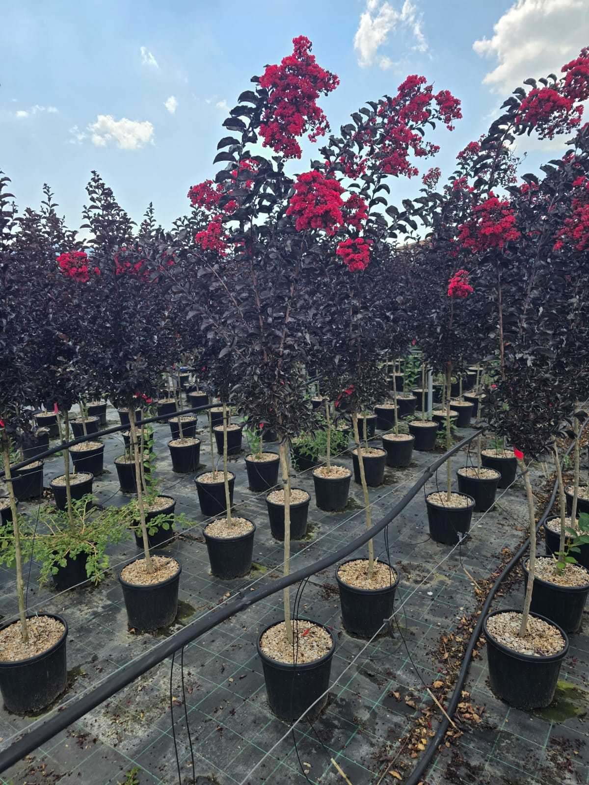 Lilas des indes en tige (Lagerstroemia) - Image 9