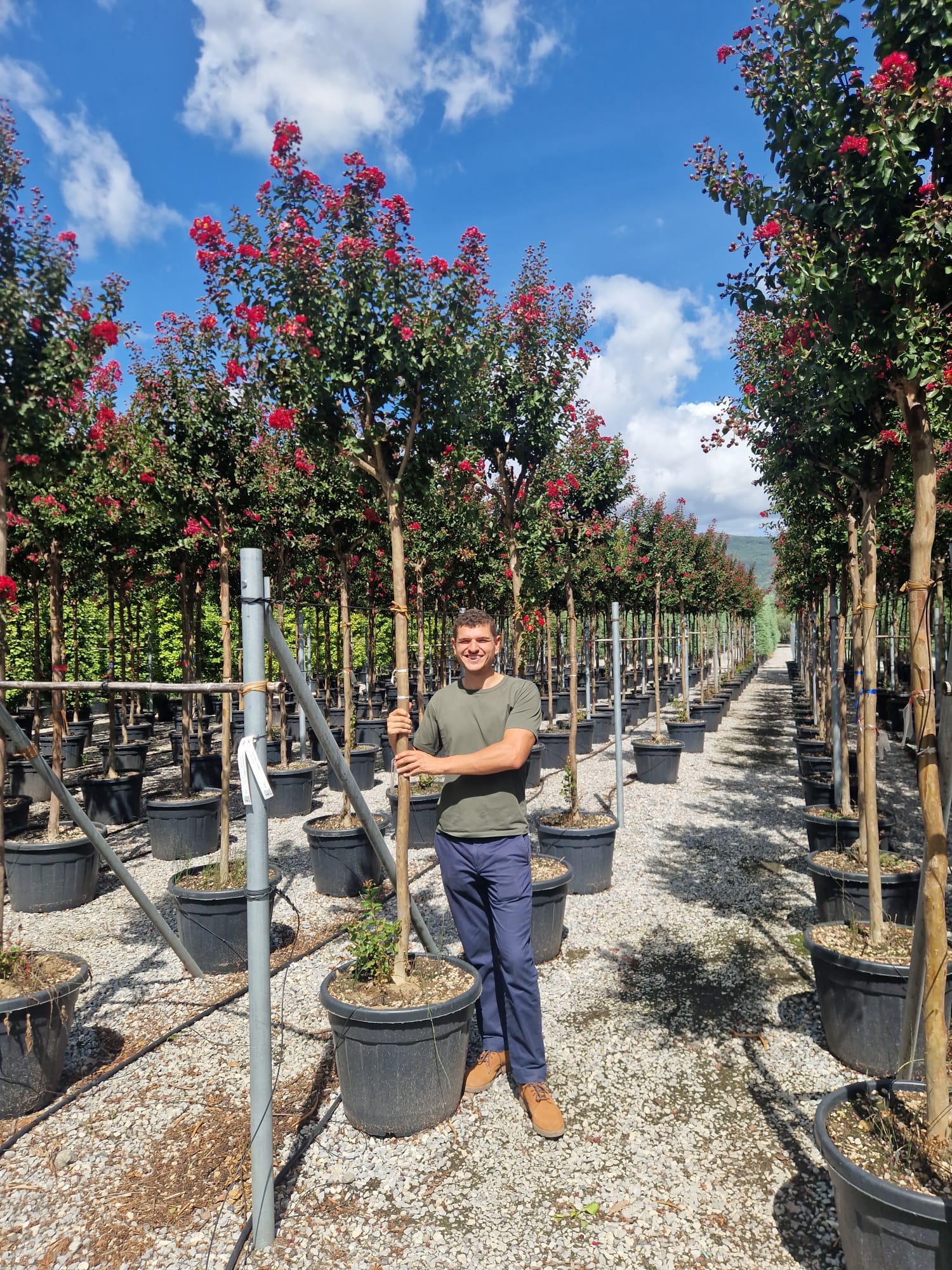 Lilas des indes en tige (Lagerstroemia) - Image 10