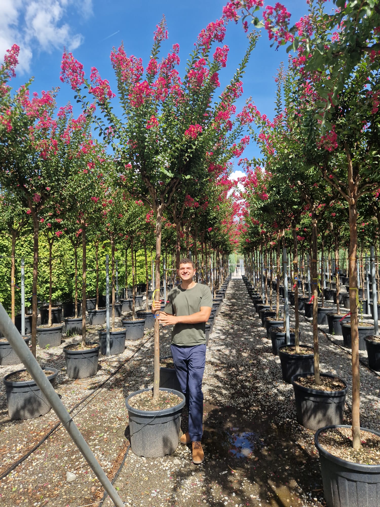 Lilas des indes en tige (Lagerstroemia) - Image 11
