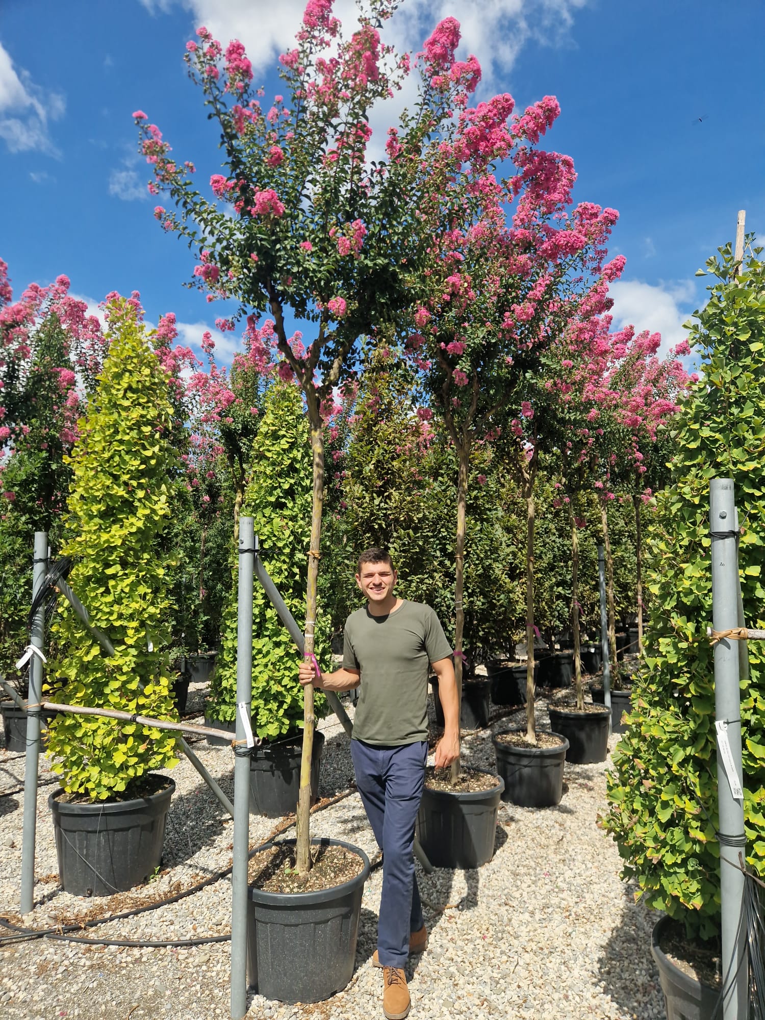 Lilas des indes en tige (Lagerstroemia) - Image 12