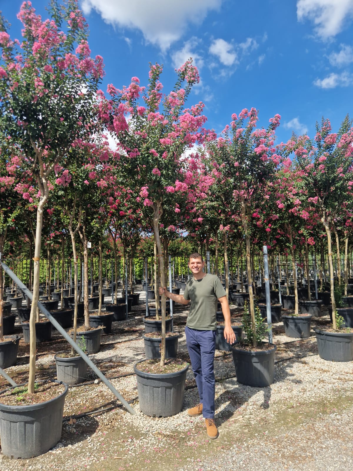 Lilas des indes en tige (Lagerstroemia) - Image 13