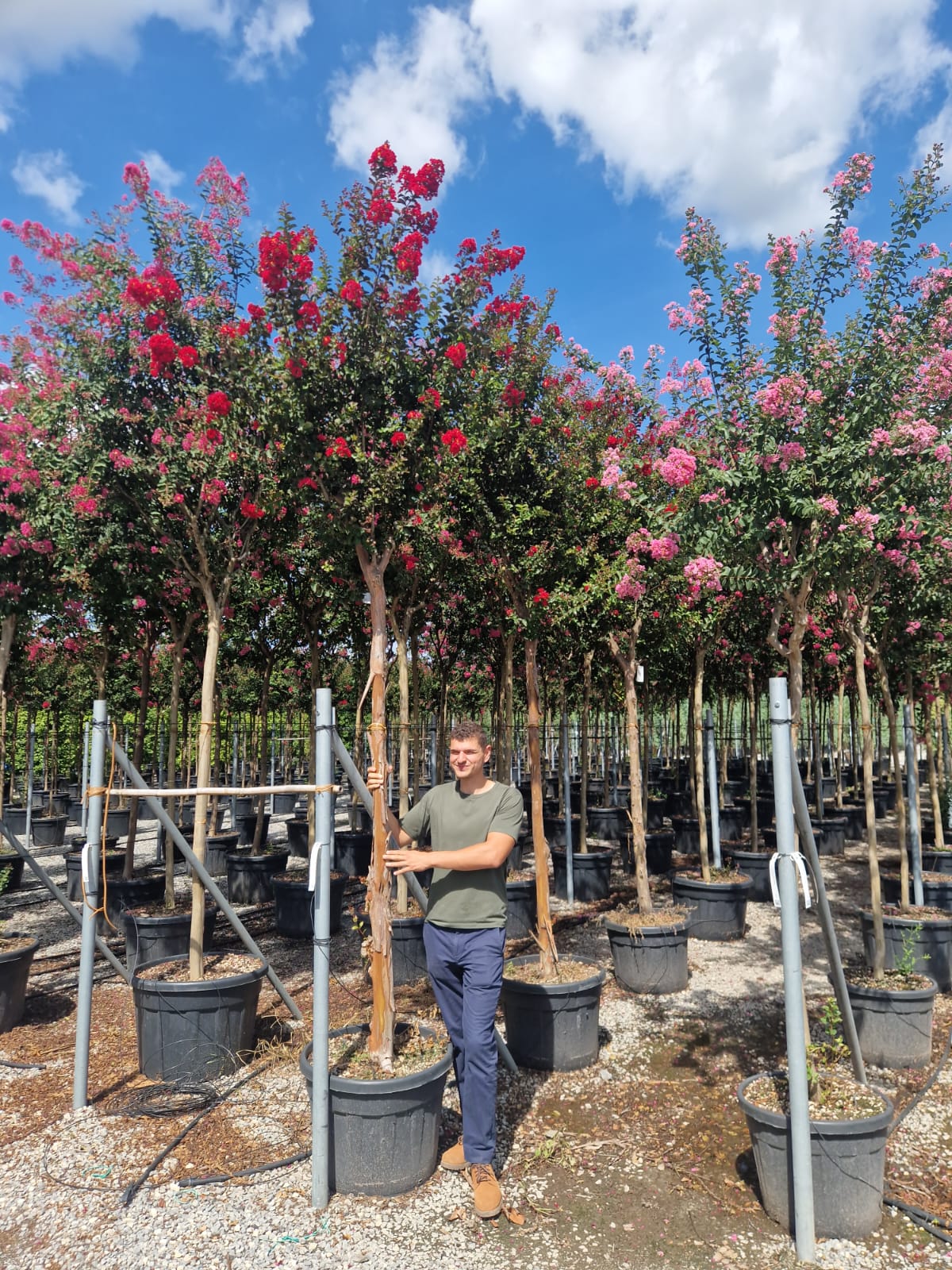 Lilas des indes en tige (Lagerstroemia) - Image 14