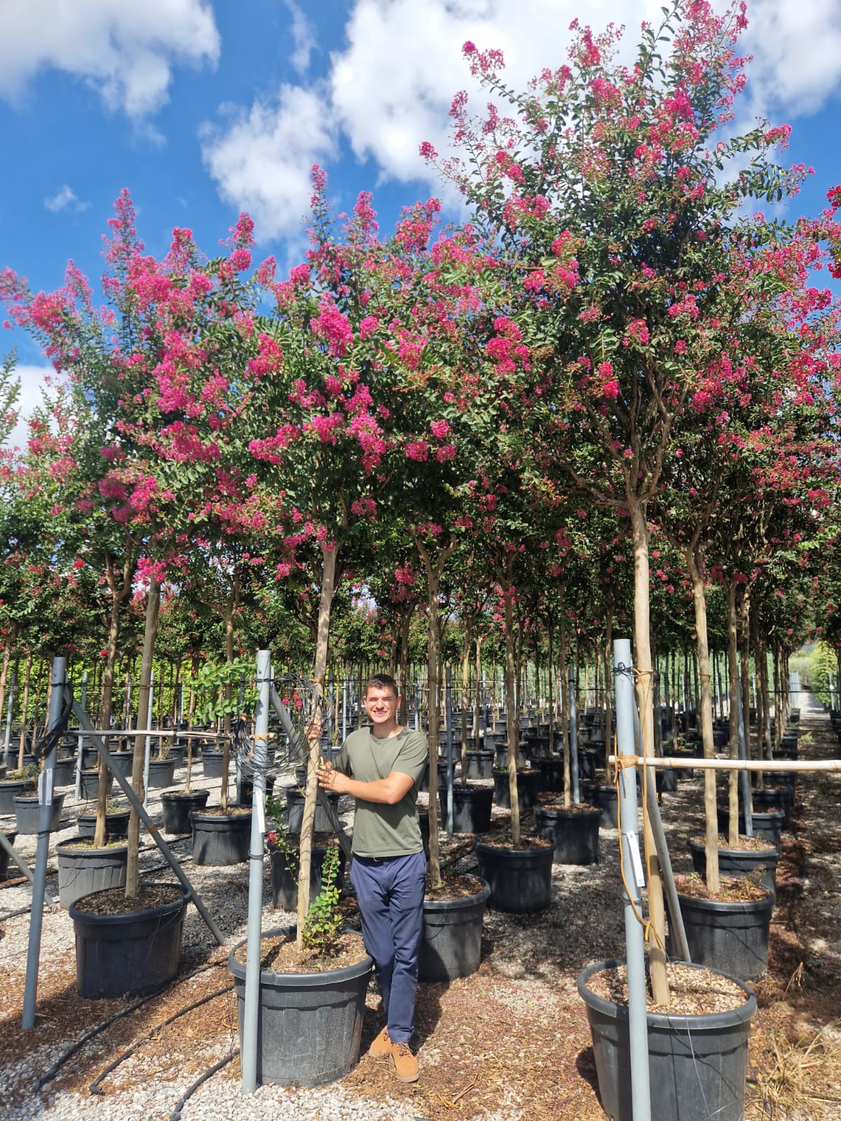 Lilas des indes en tige (Lagerstroemia) - Image 15