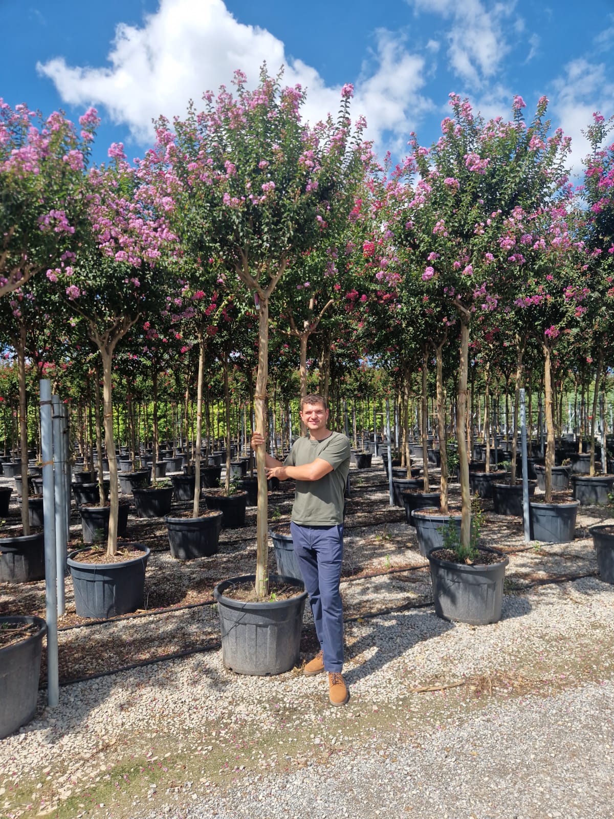 Lilas des indes en tige (Lagerstroemia) - Image 16