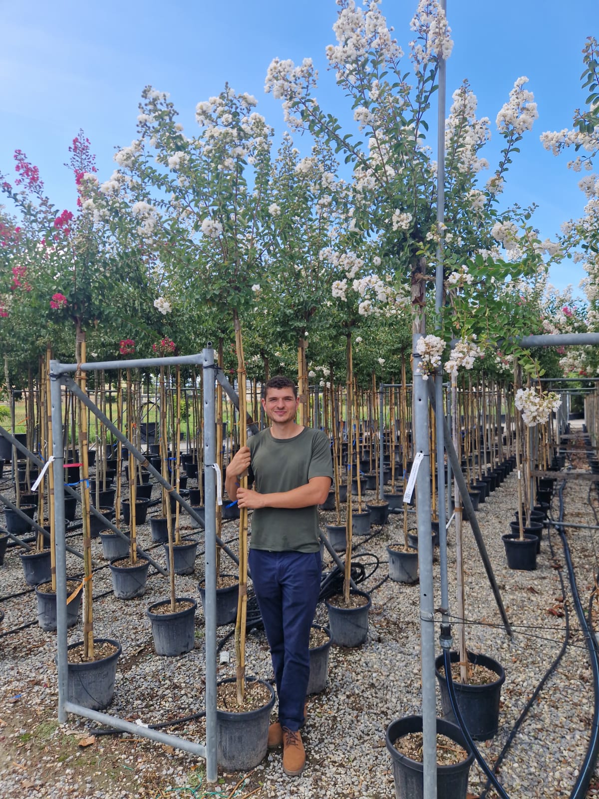 Lilas des indes en tige (Lagerstroemia) - Image 17