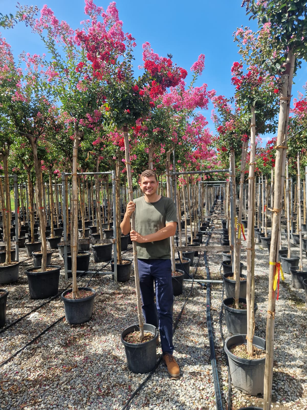 Lilas des indes en tige (Lagerstroemia) - Image 18