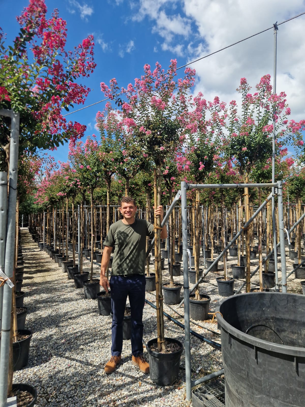 Lilas des indes en tige (Lagerstroemia) - Image 20