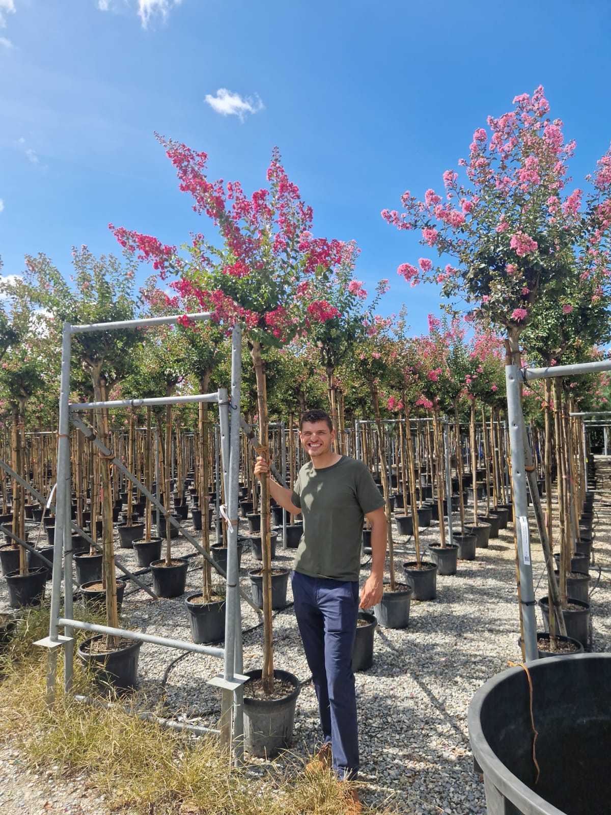 Lilas des indes en tige (Lagerstroemia) - Image 21