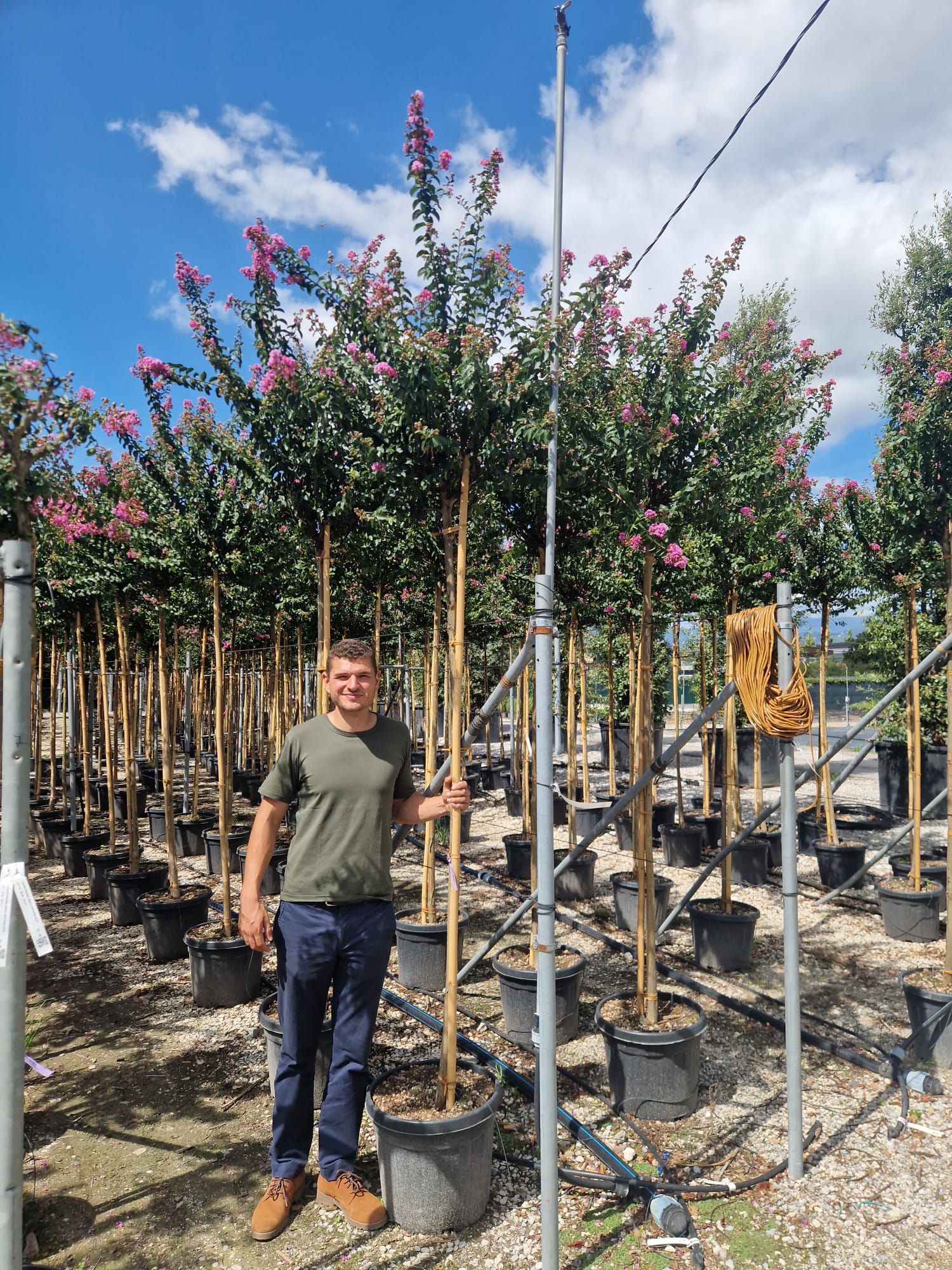 Lilas des indes en tige (Lagerstroemia) - Image 22