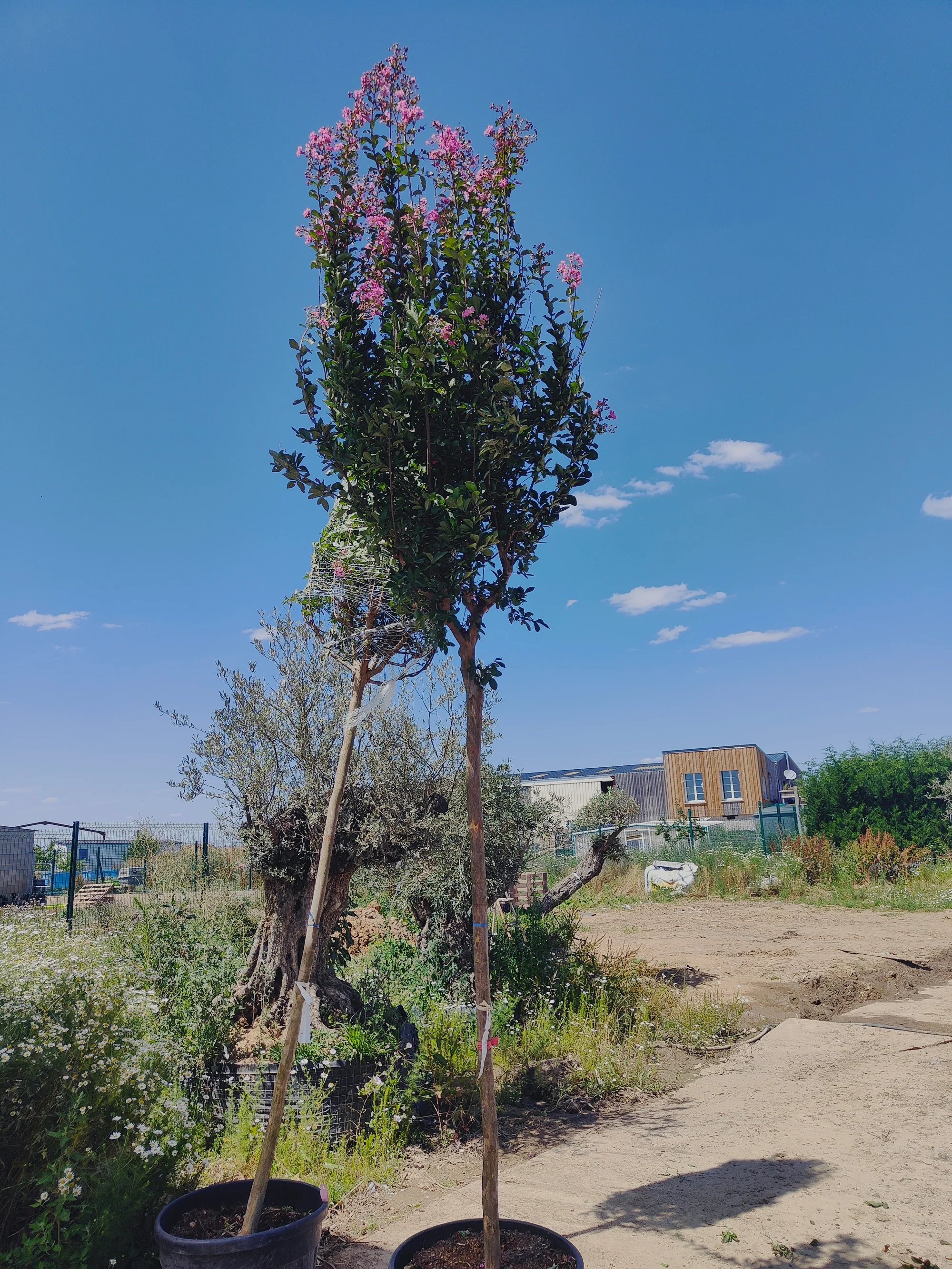 Lilas des indes en tige (Lagerstroemia) - Image 3