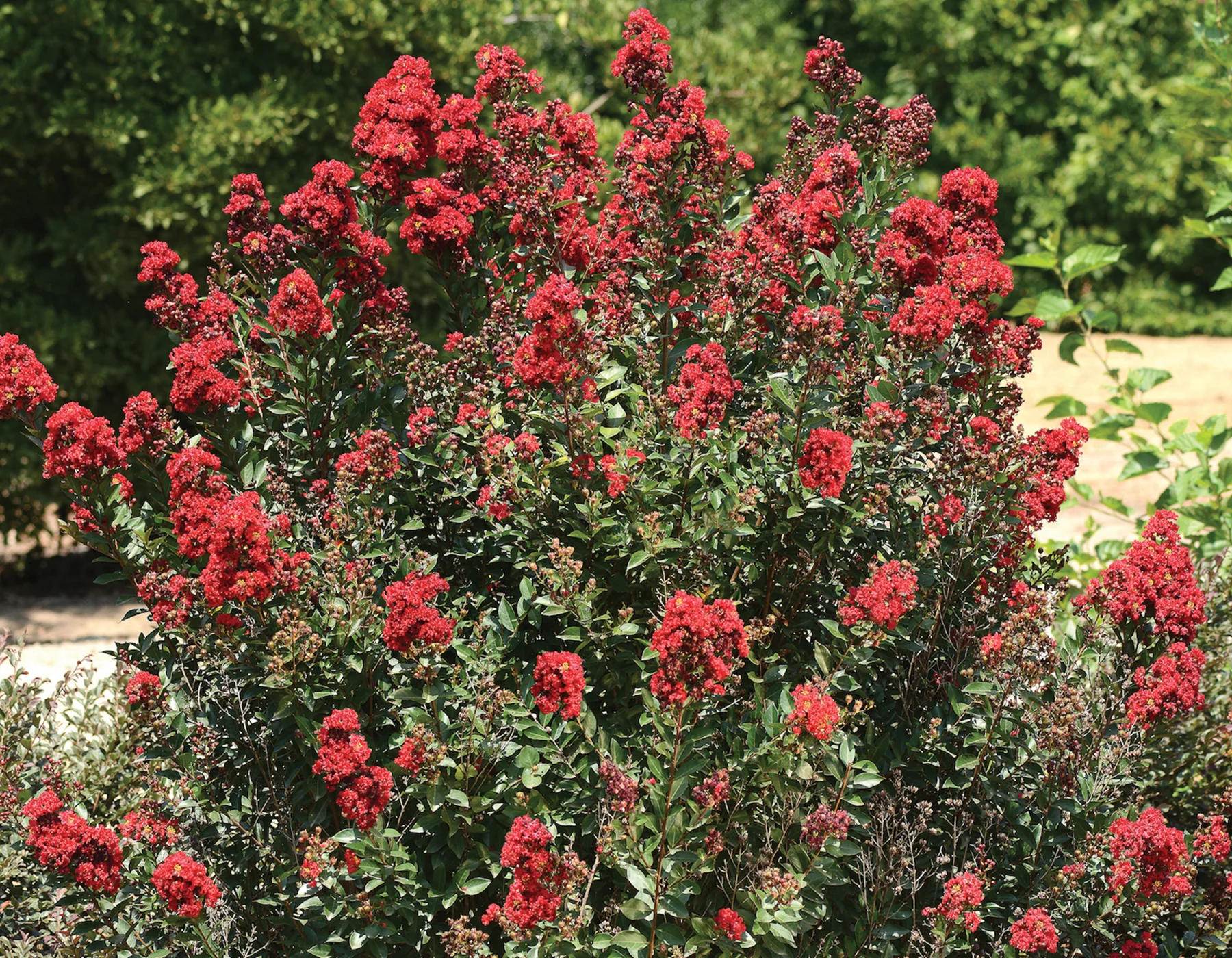 Lilas des indes en tige (Lagerstroemia) - Image 4