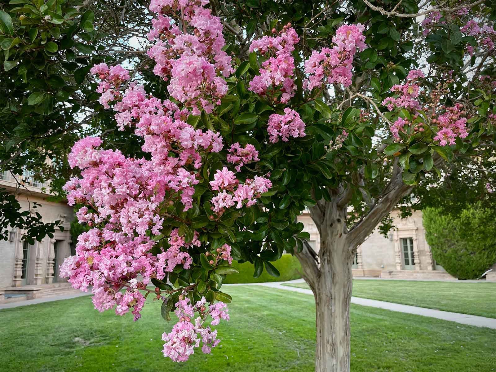 Lilas des indes en tige (Lagerstroemia) - Image 5