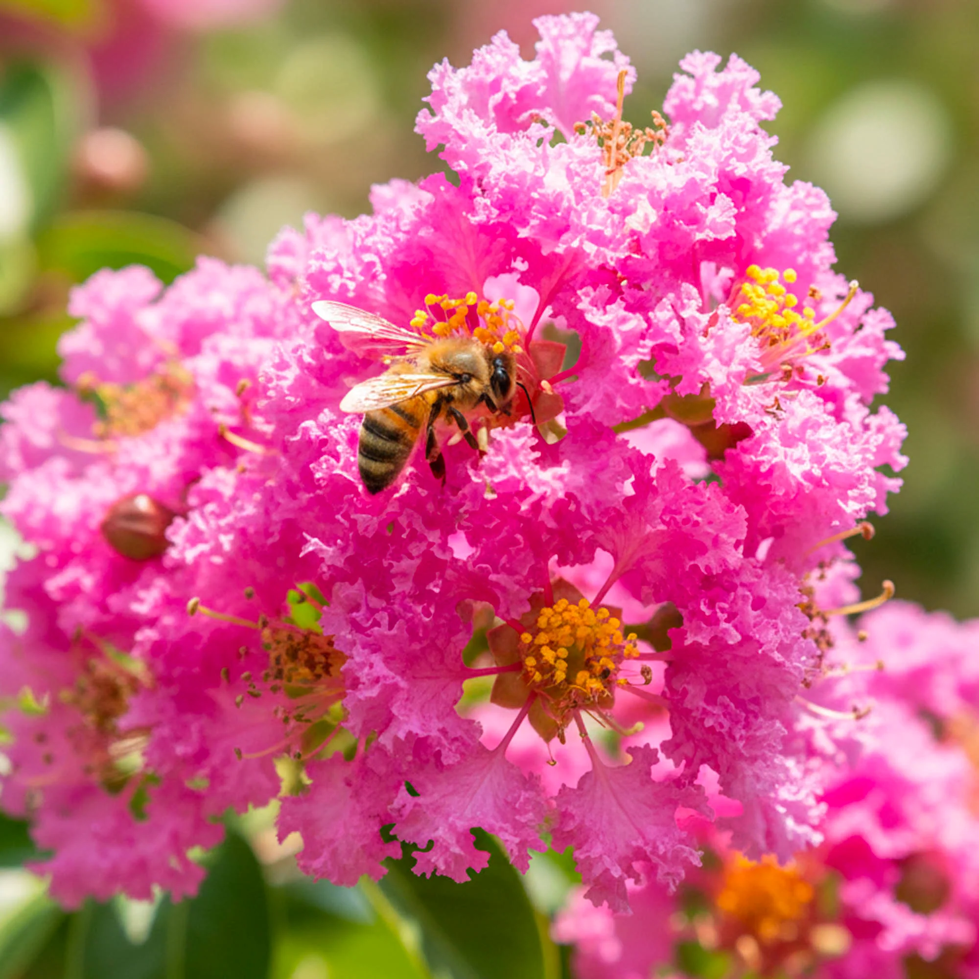 Lilas des Indes tressé Grue - Image 2