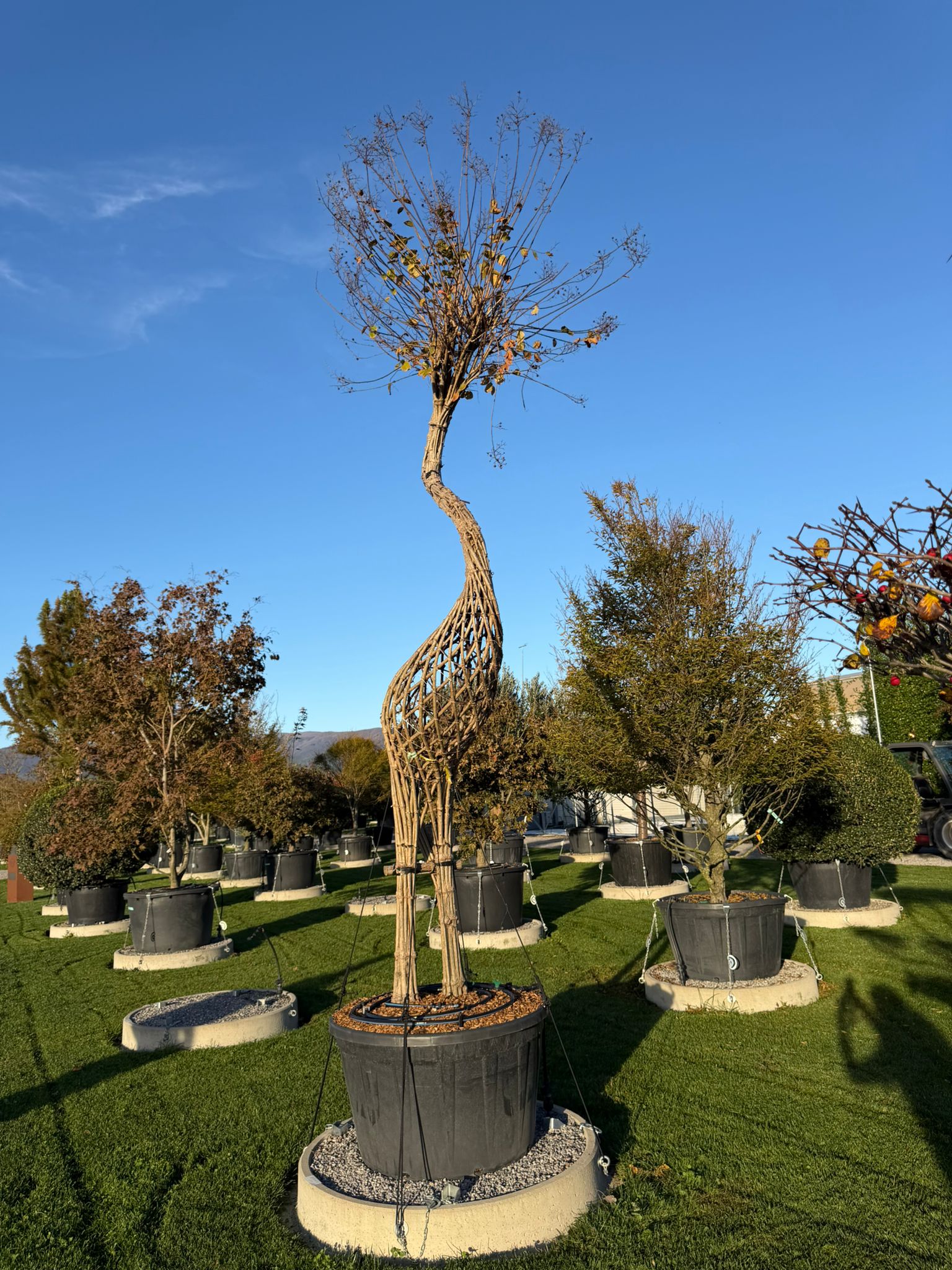 Lilas des Indes tressé Grue - Image 3