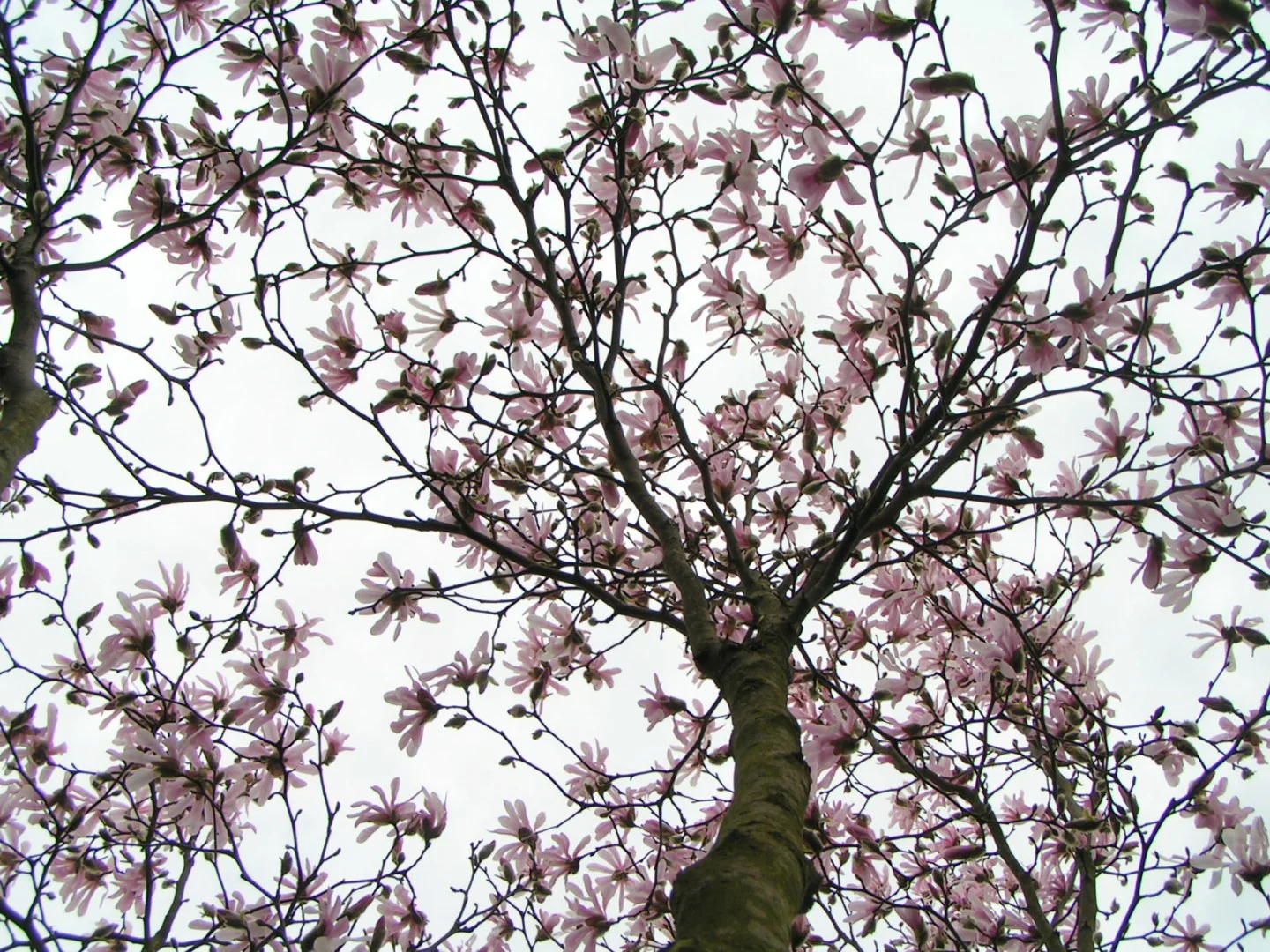 Magnolia Stellata Rosea - Image 3