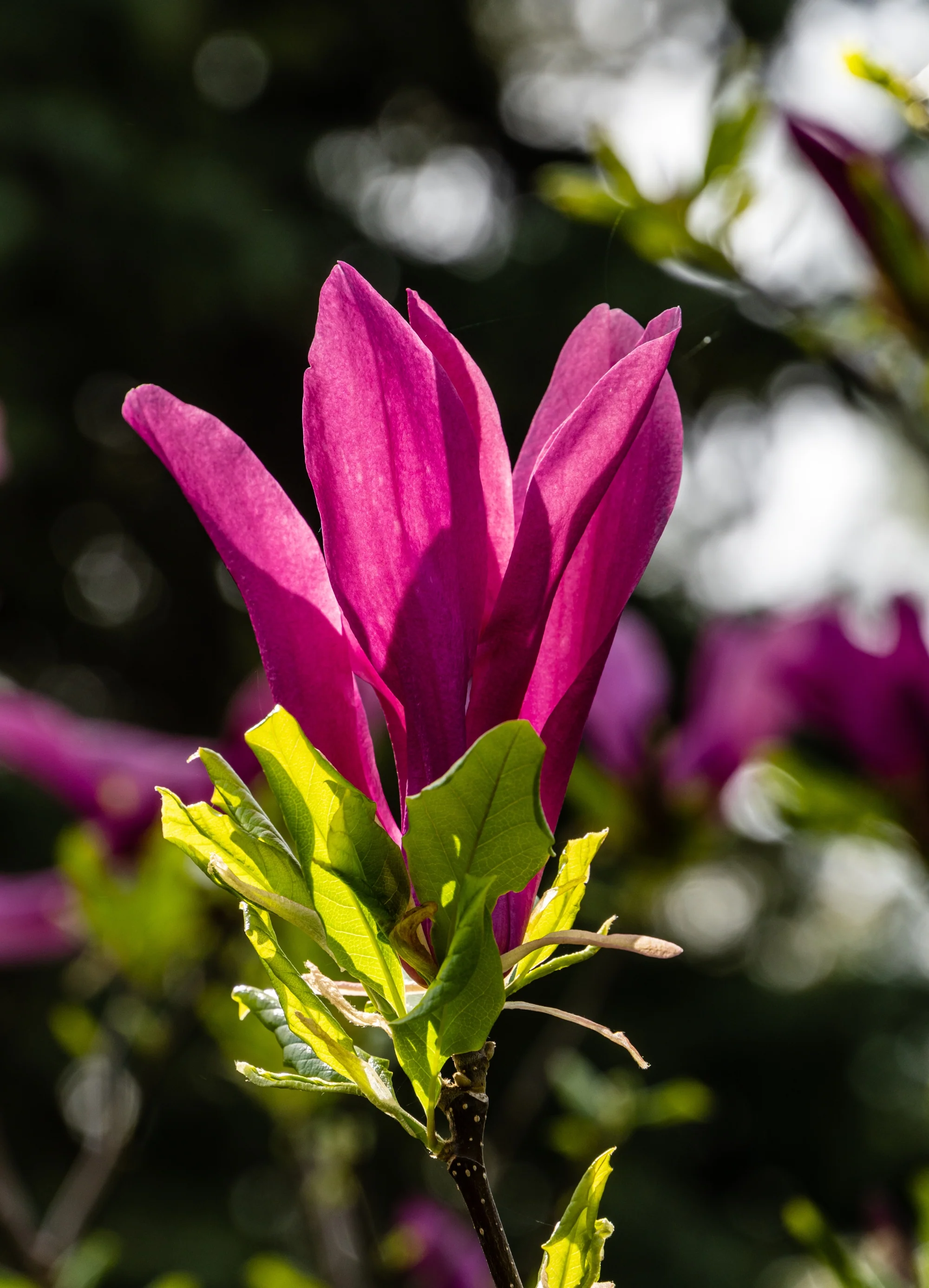 Magnolia Susan en demi-tige - Image 2