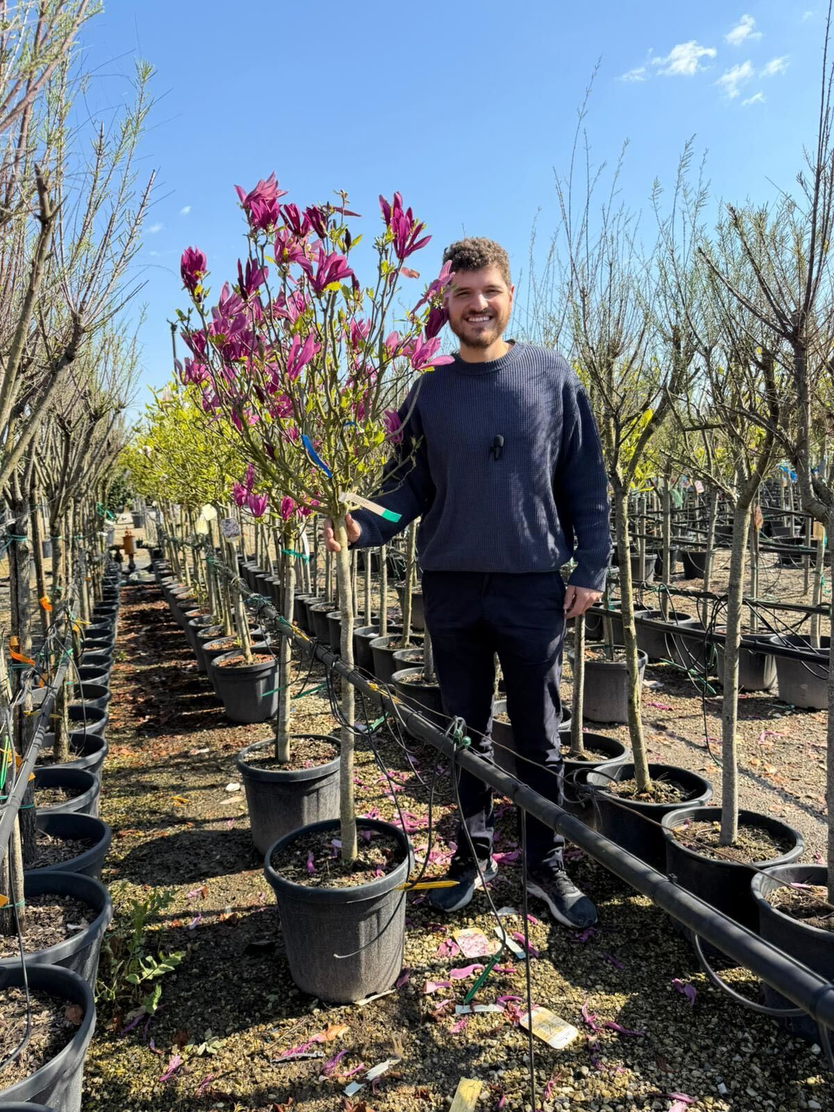 Magnolia Susan en demi-tige - Image 4