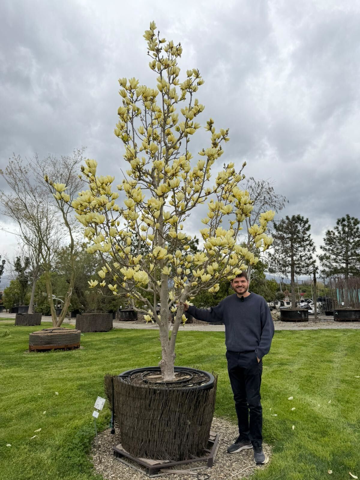 Magnolia Yellow River en touffe - Image 3