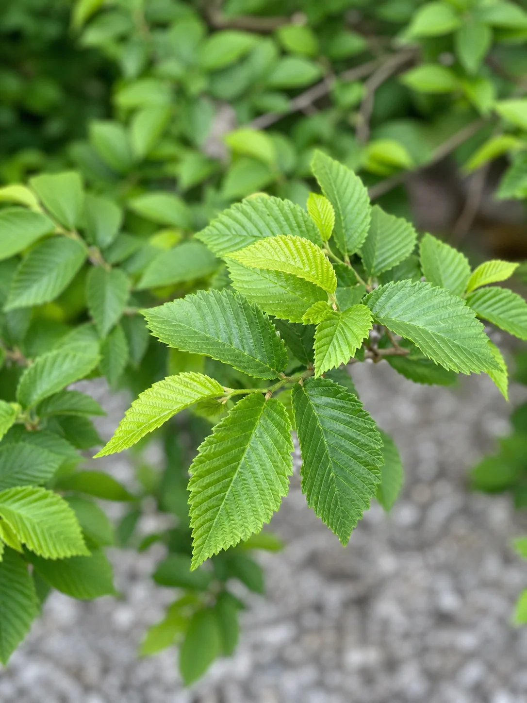 Orme de Hollande (Ulmus hollandica Jacqueline Hillier) - Image 2