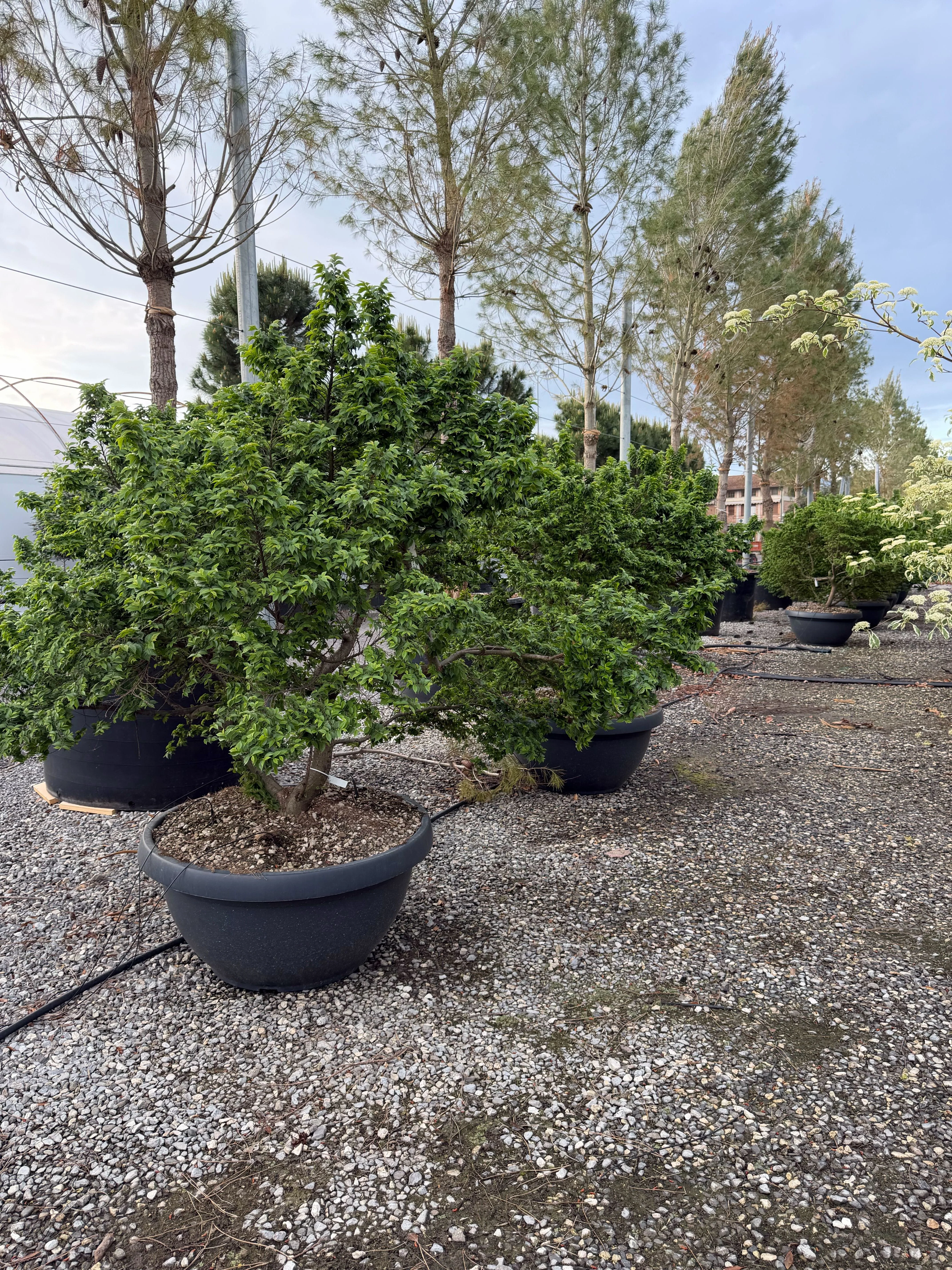 Orme de Hollande (Ulmus hollandica Jacqueline Hillier) - Image 3