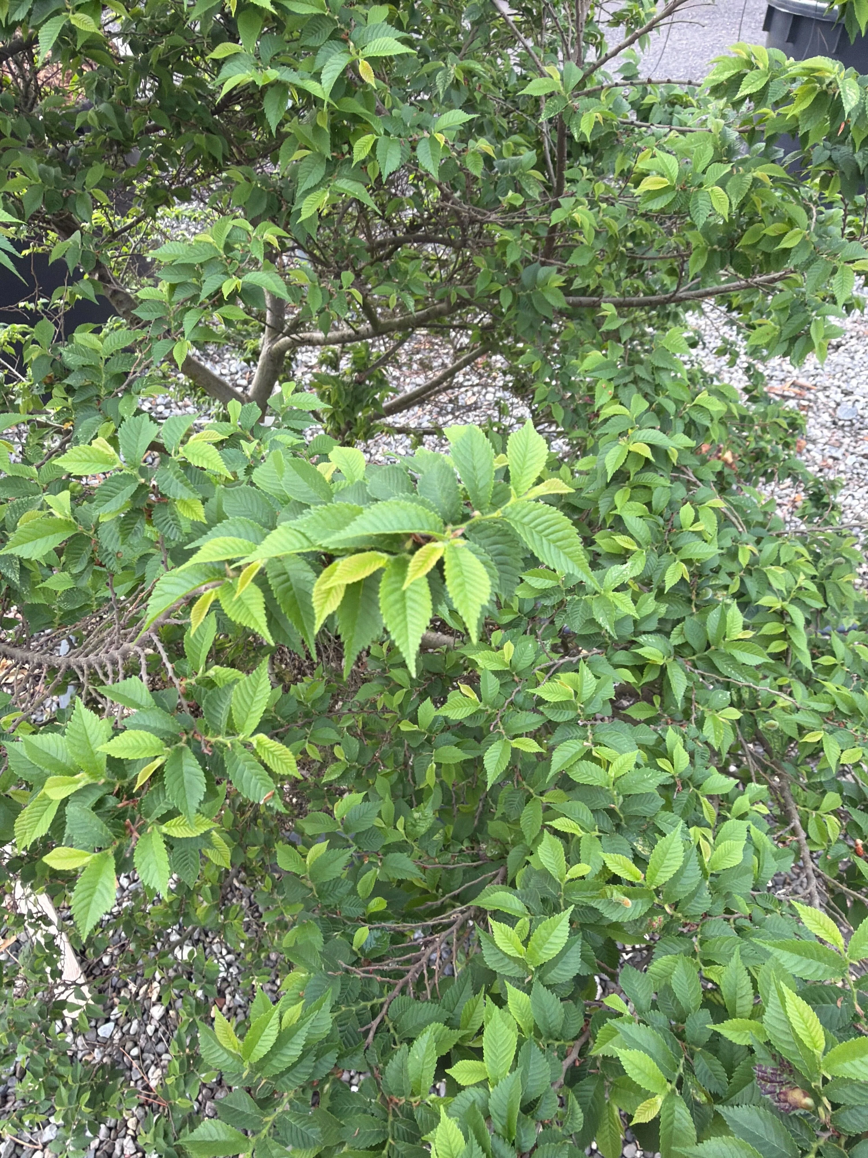 Orme de Hollande (Ulmus hollandica Jacqueline Hillier) - Image 4