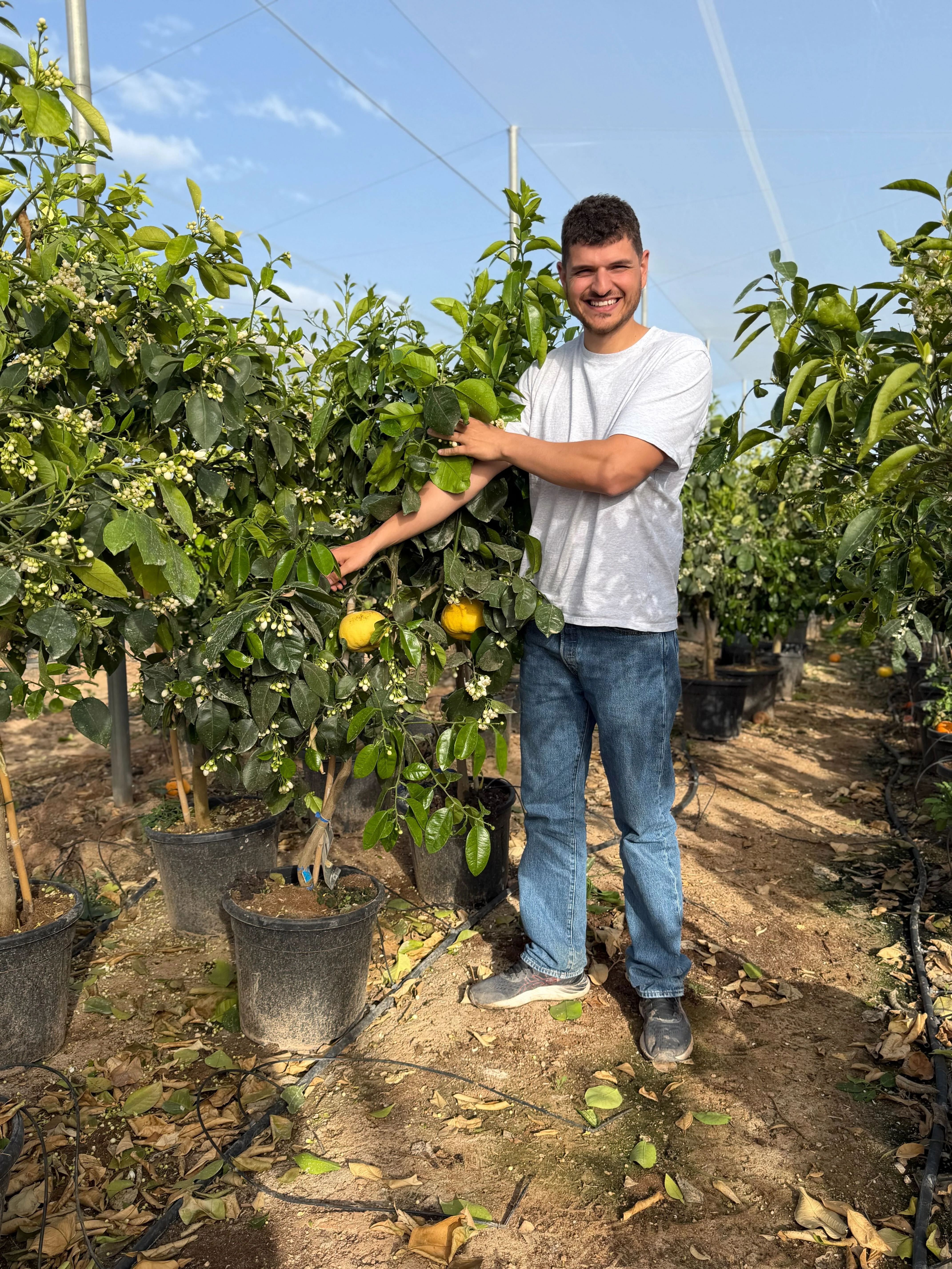 Pamplemoussier (Citrus maxima) - Image 3