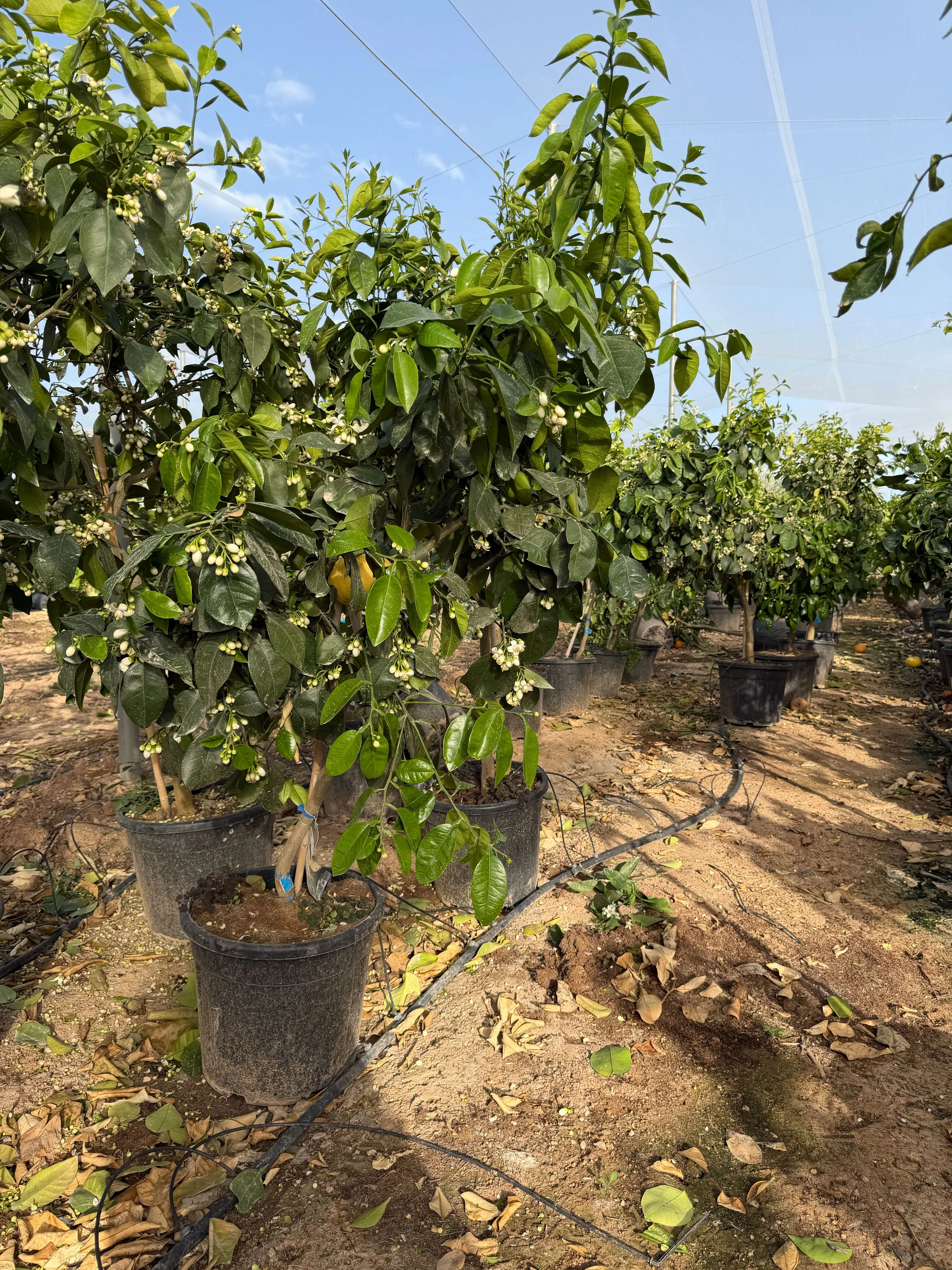 Pamplemoussier (Citrus maxima) - Image 4