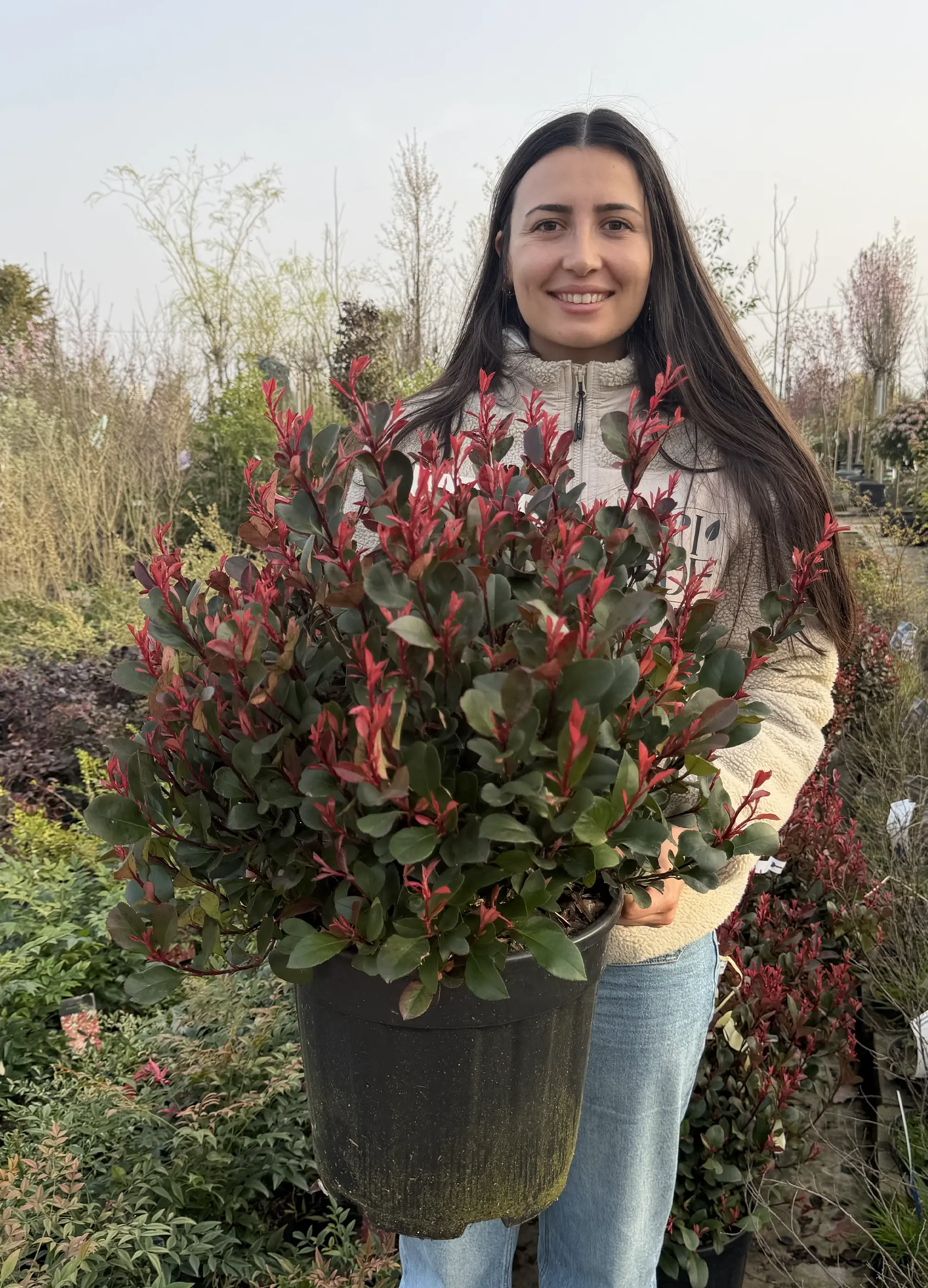 Photinia Fraseri ‘Carré Rouge’ en boule