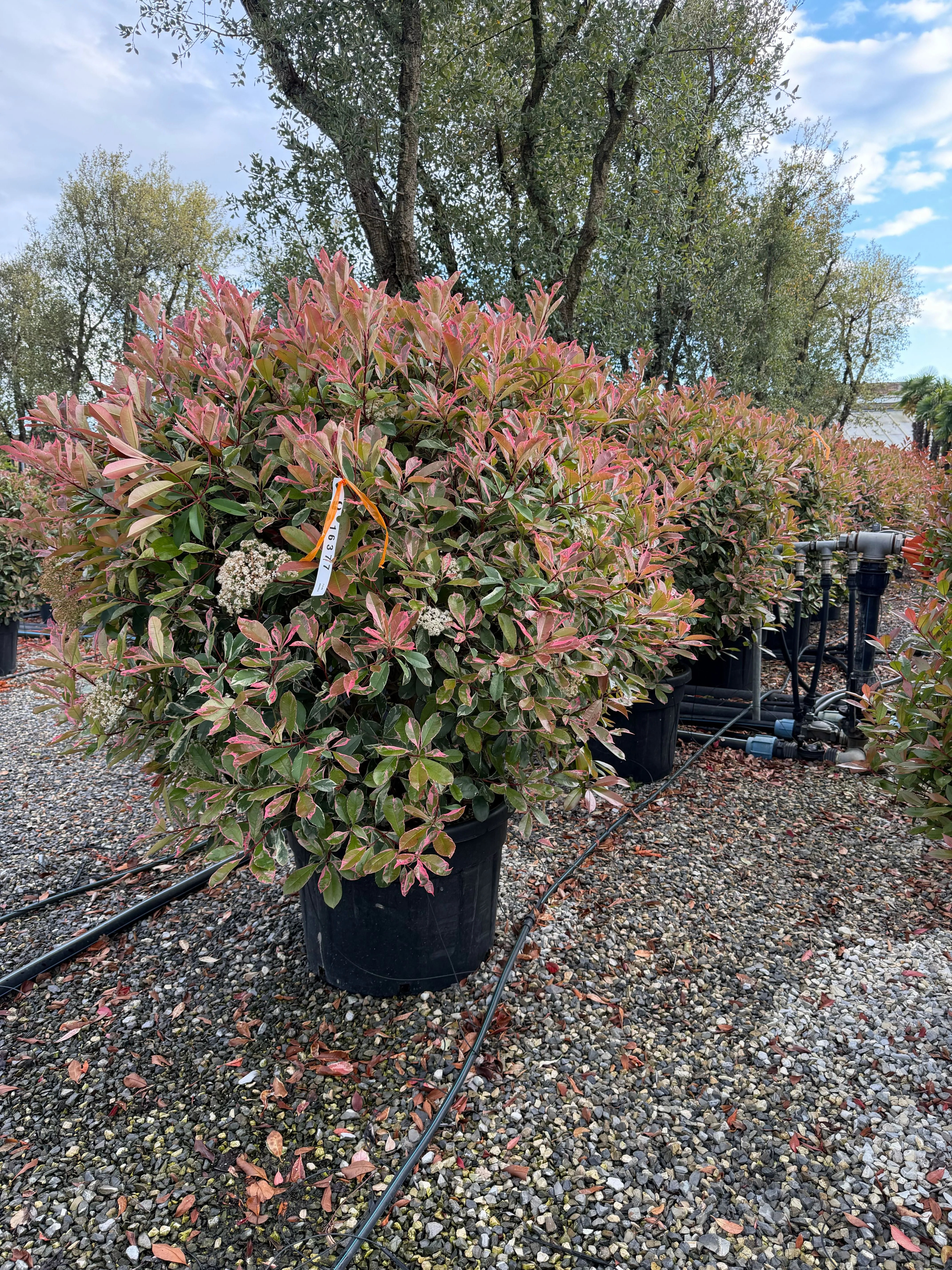 Photinia Pink Marble en boule - Image 3