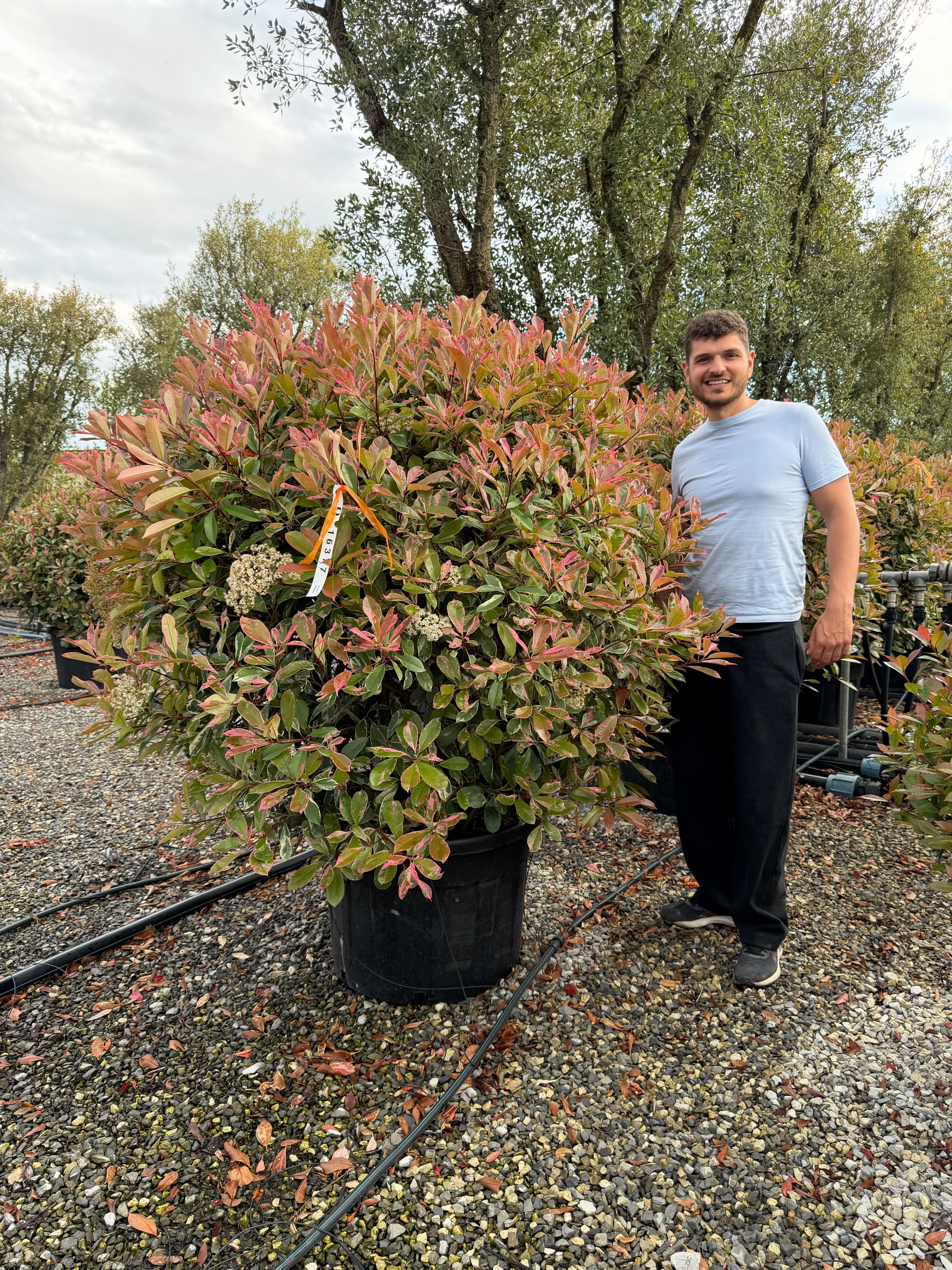 Photinia Pink Marble en boule - Image 4
