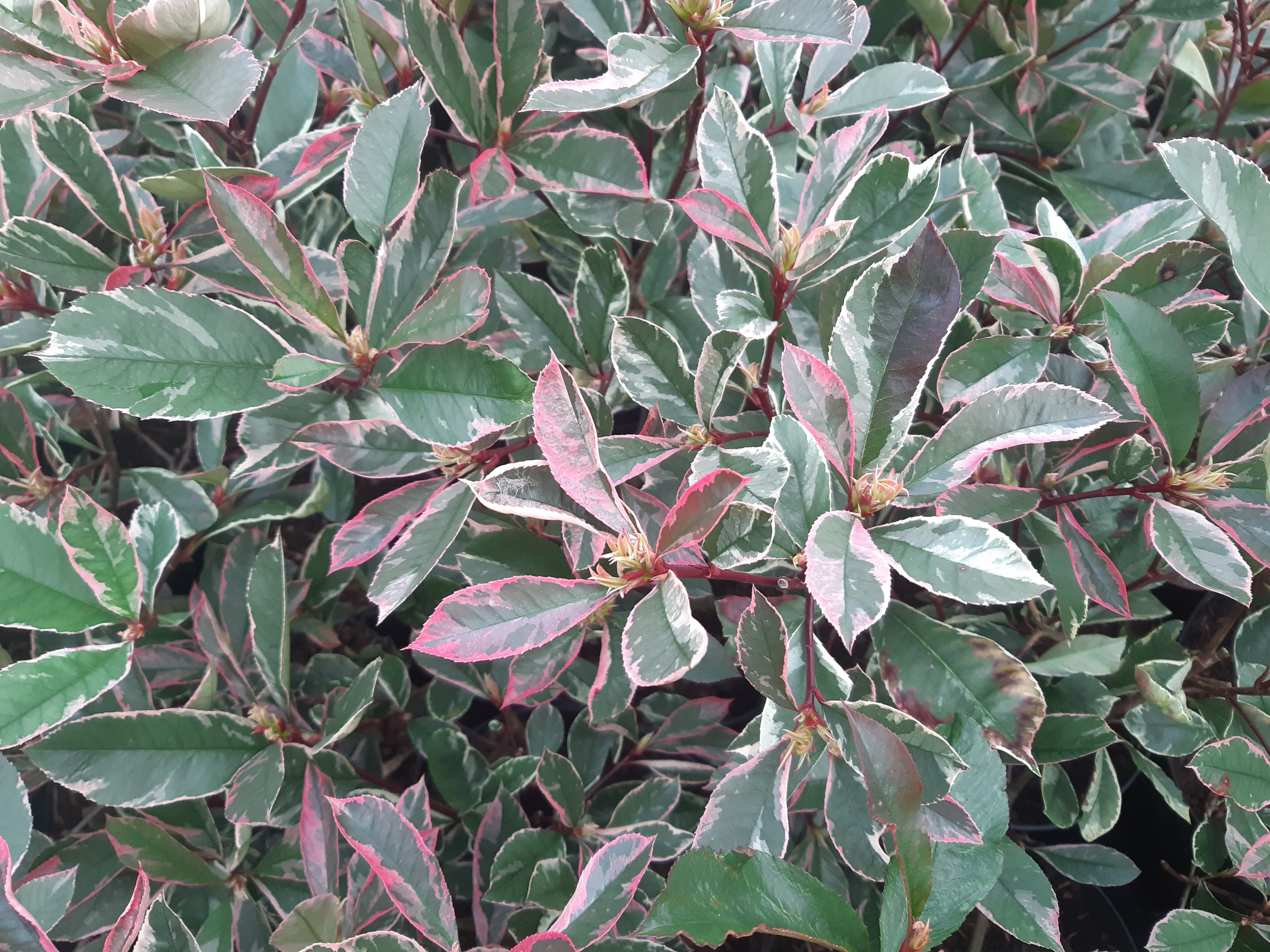 Photinia Pink Marble en touffe (Photinia Fraseri Pink Marble) - Image 3