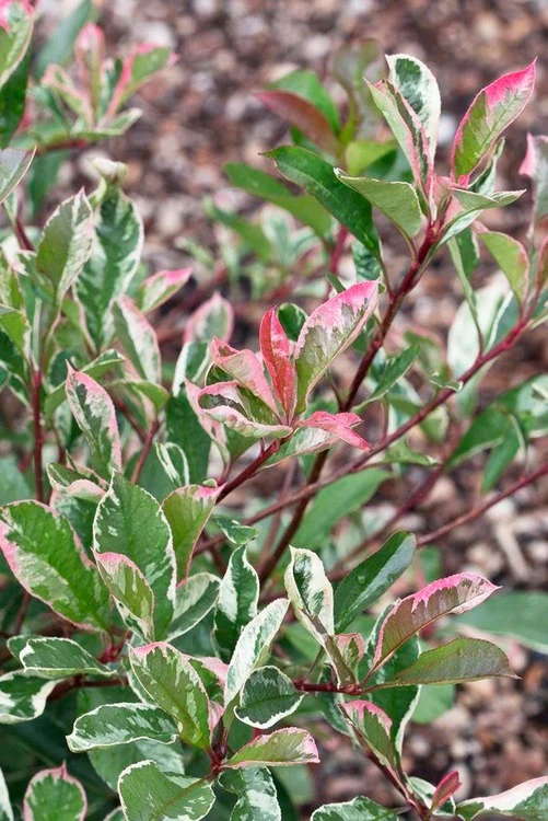 Photinia Pink Marble en touffe (Photinia Fraseri Pink Marble) - Image 4