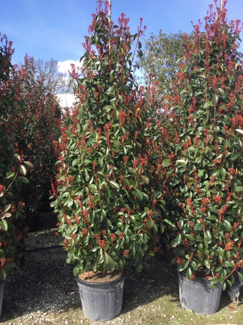 Photinia Red Robin en touffe - Image 10