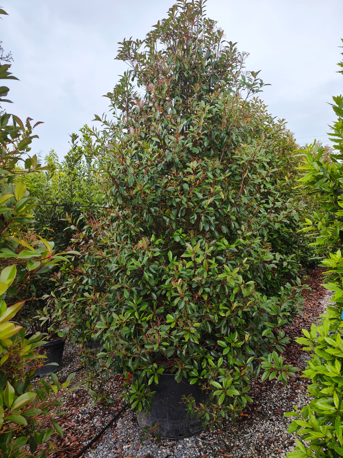 Photinia Red Robin en touffe - Image 11