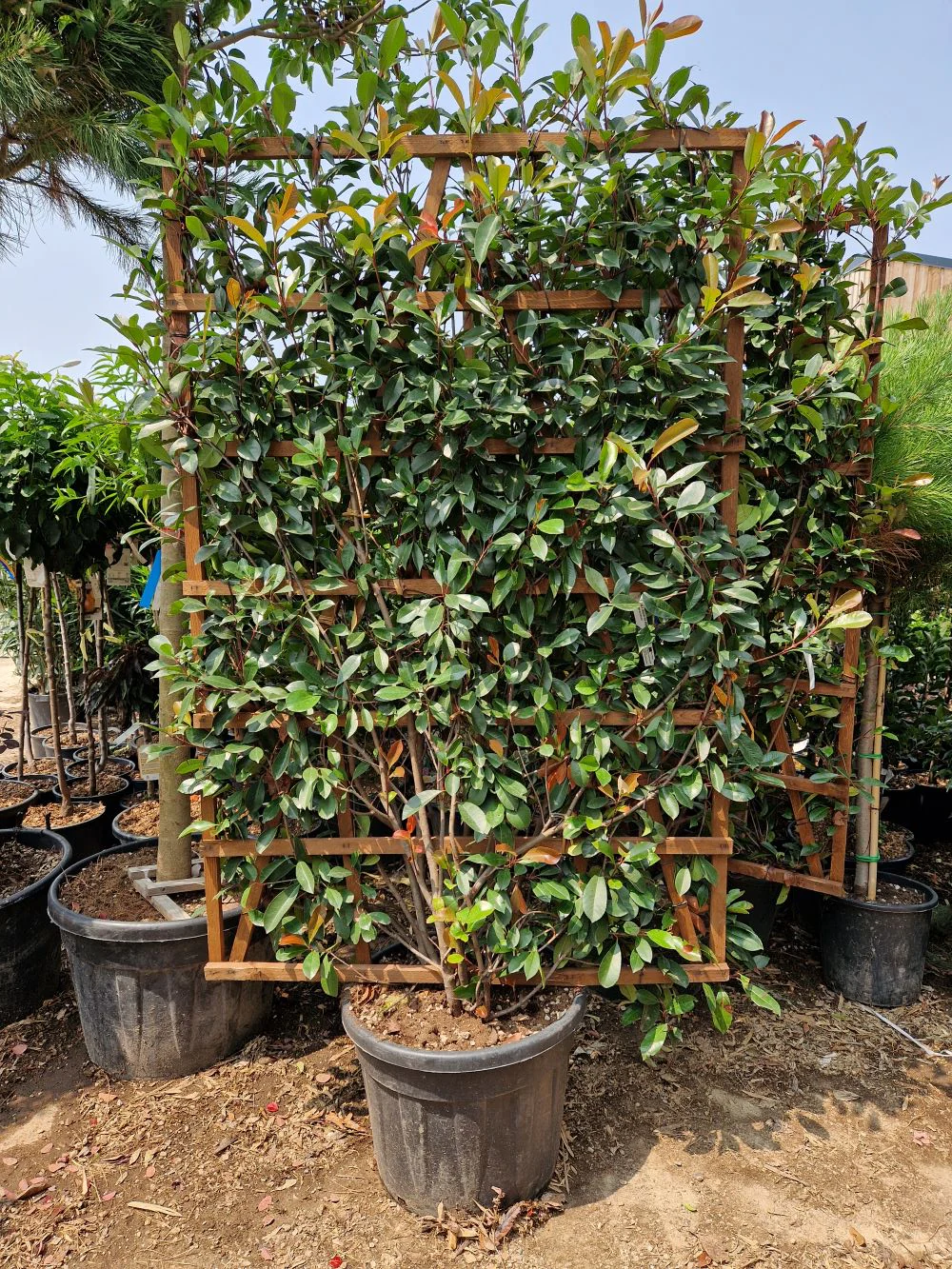 Photinia Red Robin en touffe - Image 13