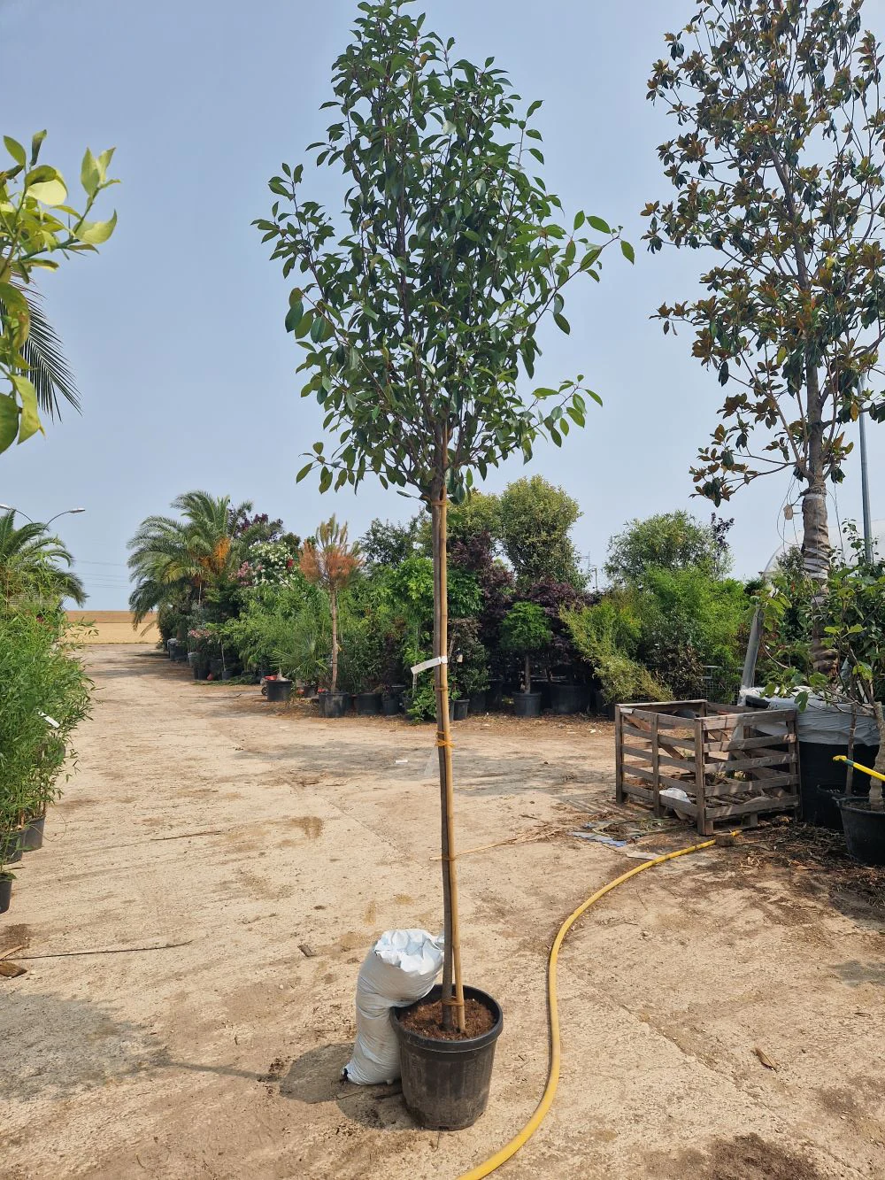 Photinia Red Robin en touffe - Image 14