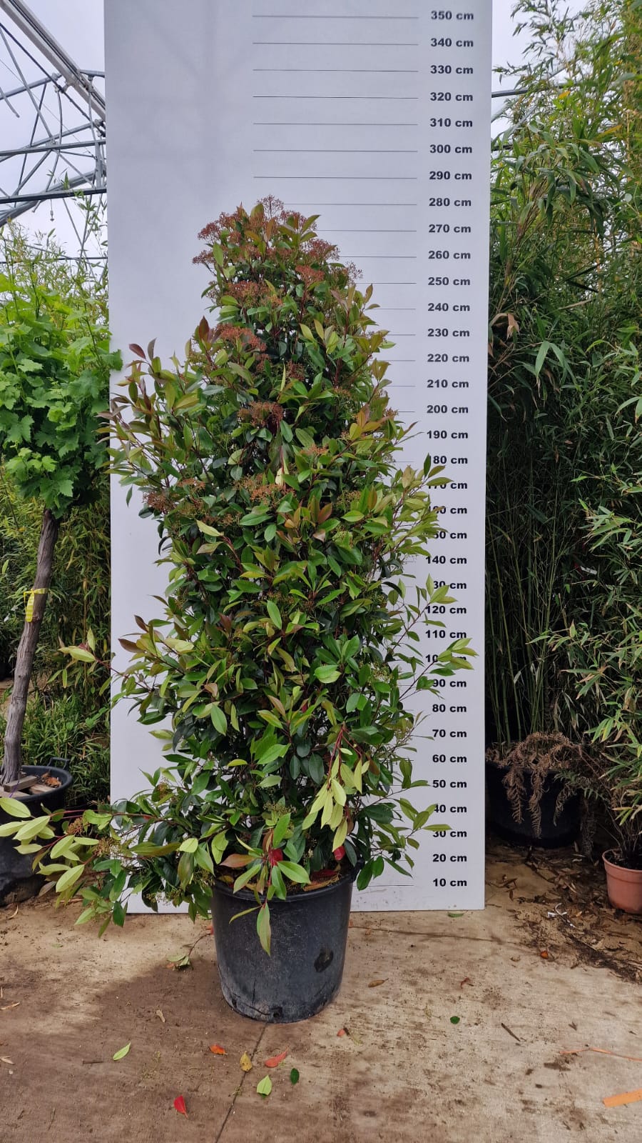 Photinia Red Robin en touffe - Image 15
