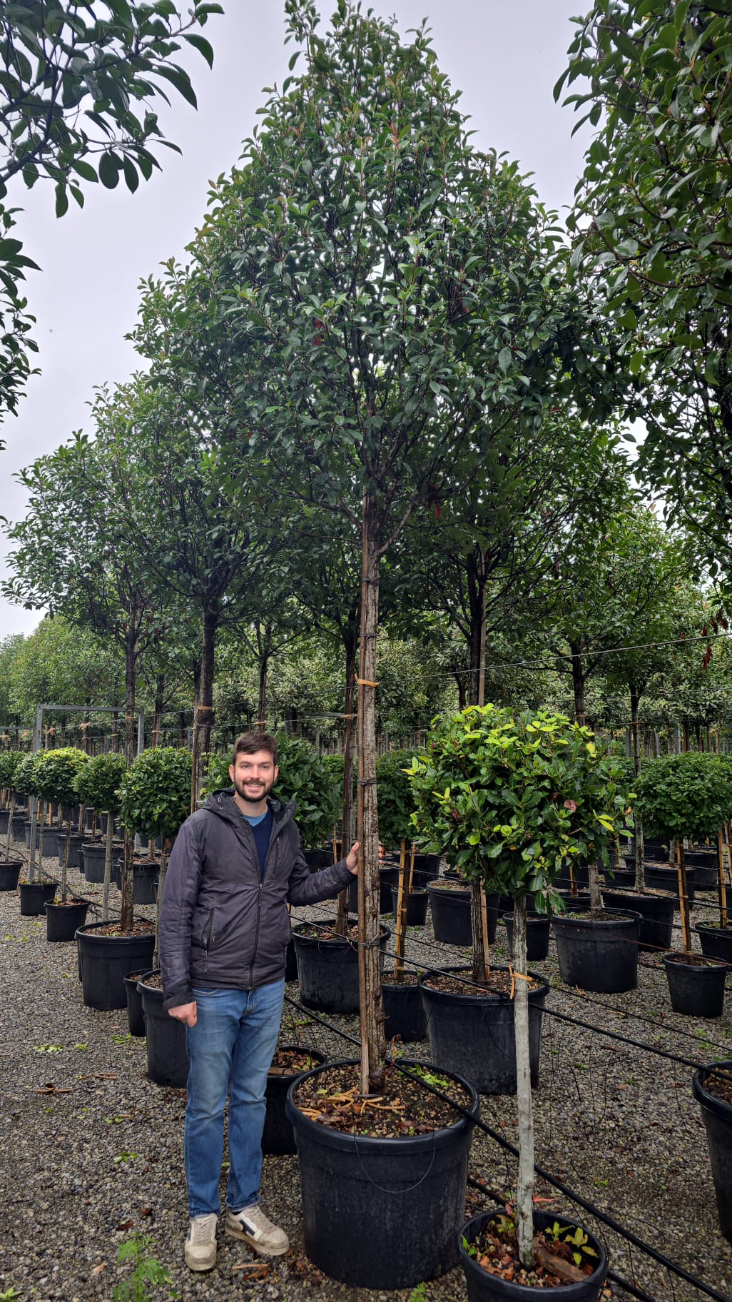 Photinia Red Robin en touffe - Image 16