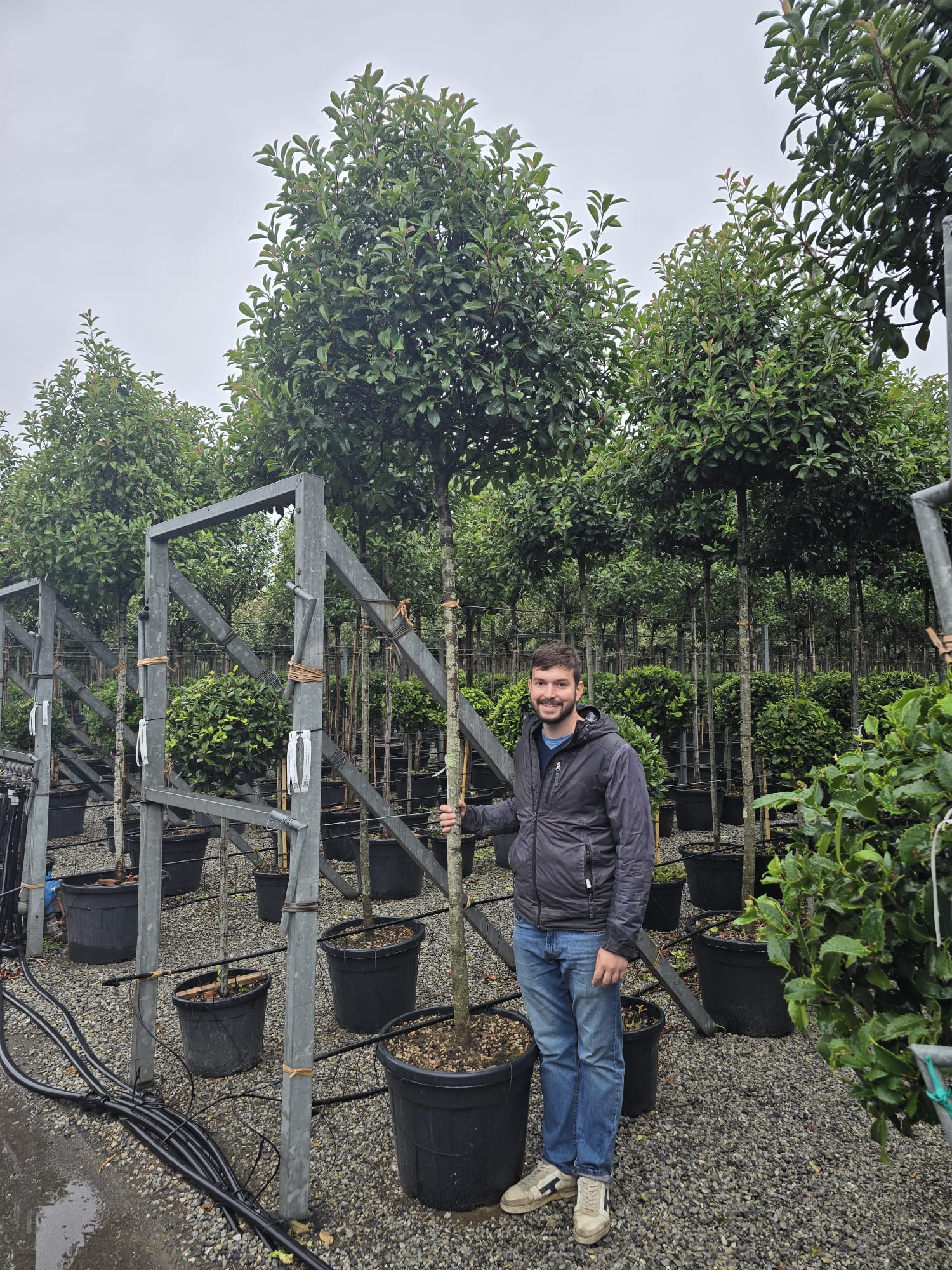 Photinia Red Robin en touffe - Image 17