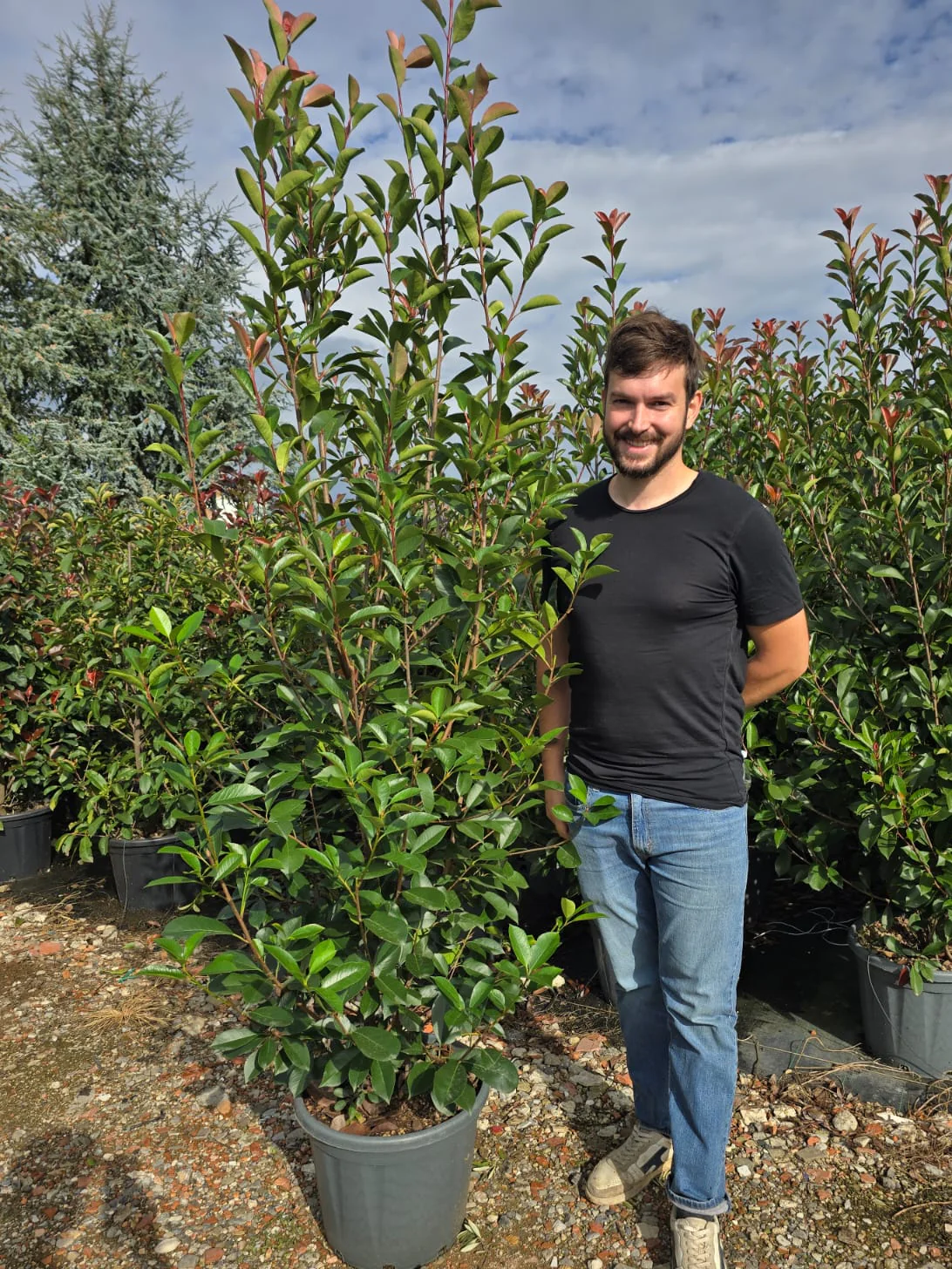 Photinia Red Robin en touffe - Image 18