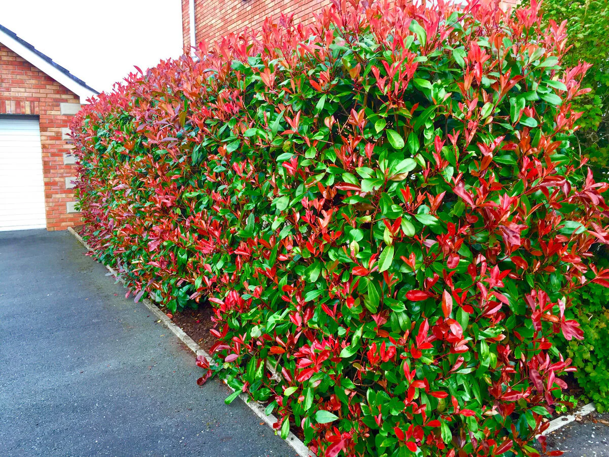 Photinia Red Robin en touffe - Image 19