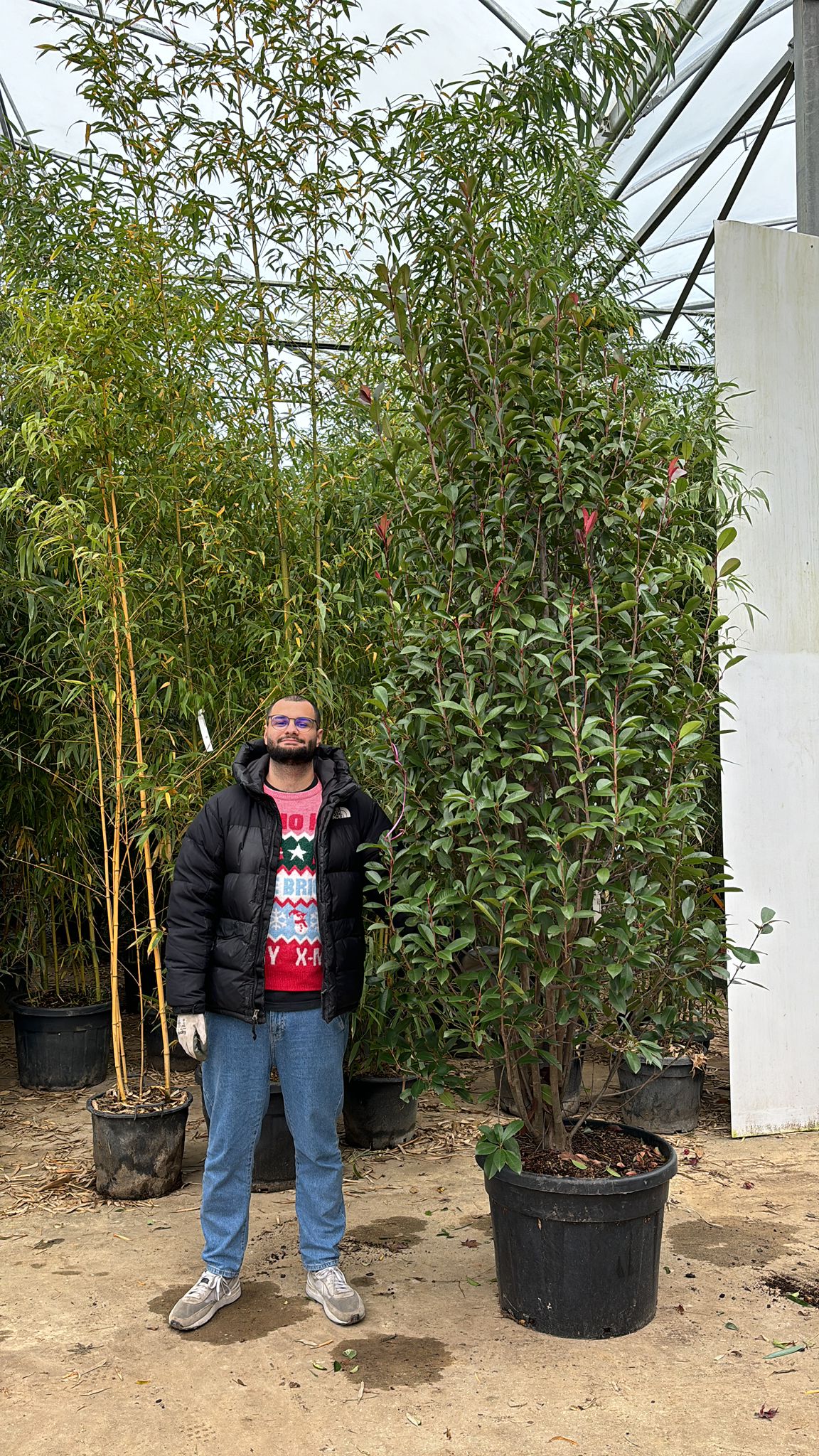 Photinia Red Robin en touffe - Image 20