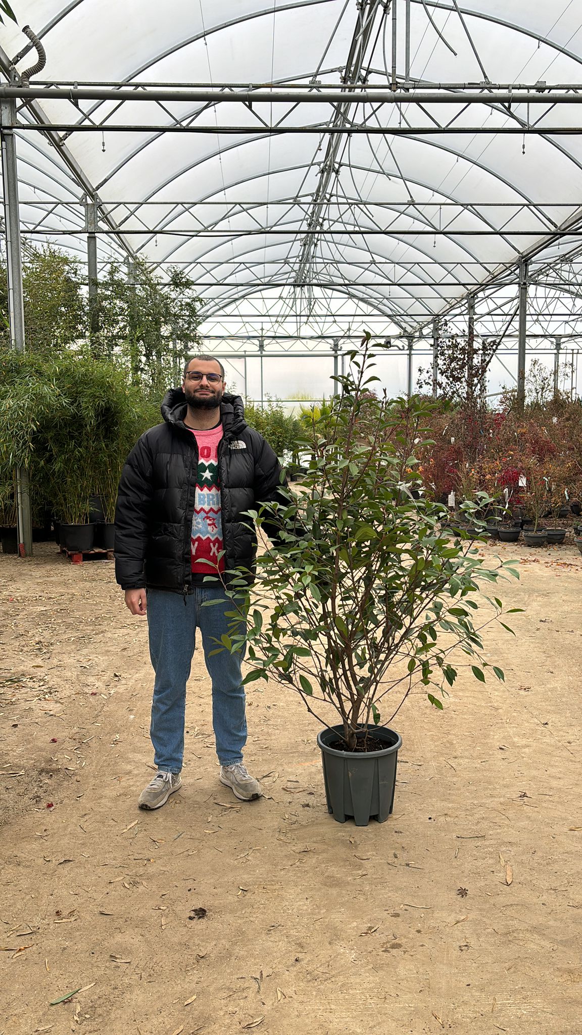 Photinia Red Robin en touffe - Image 21