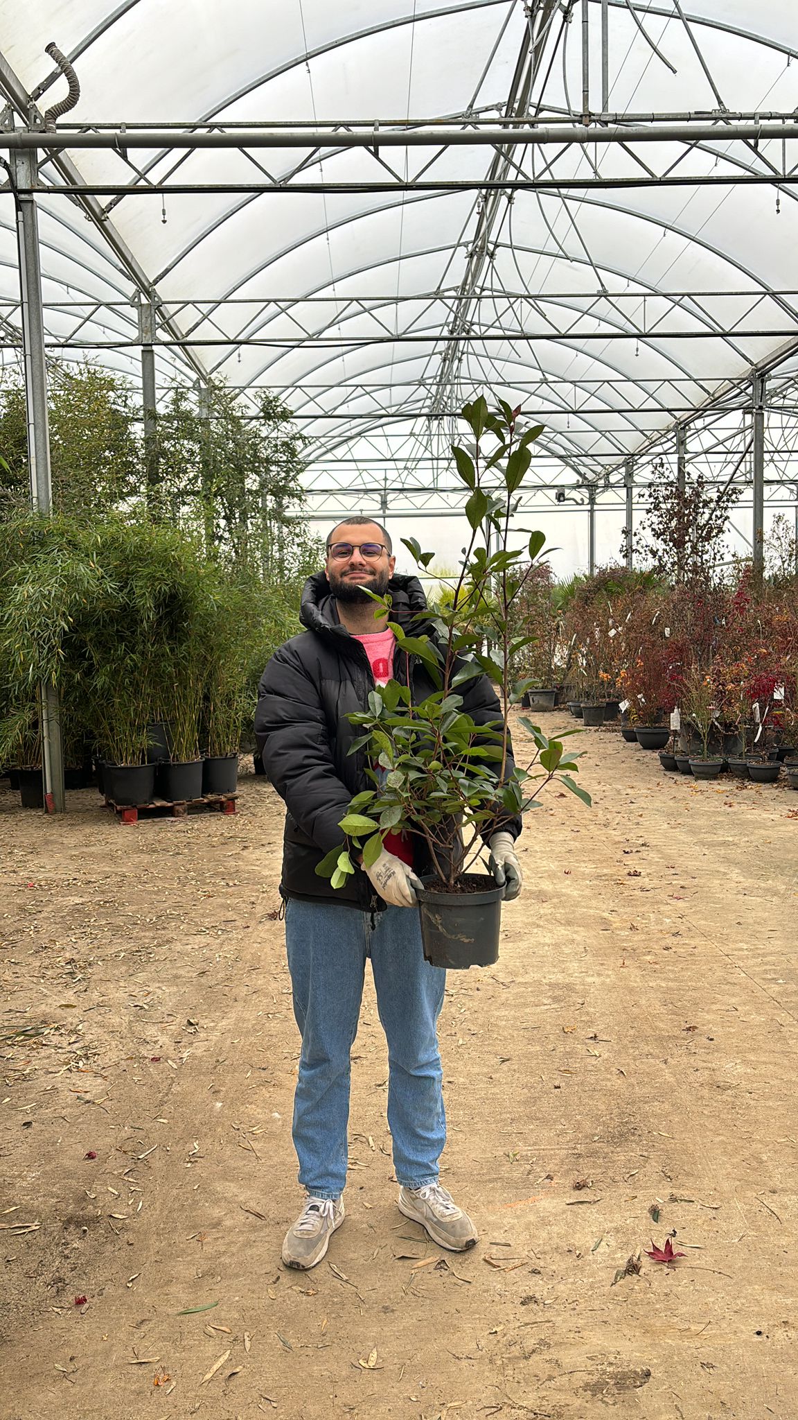 Photinia Red Robin en touffe - Image 22
