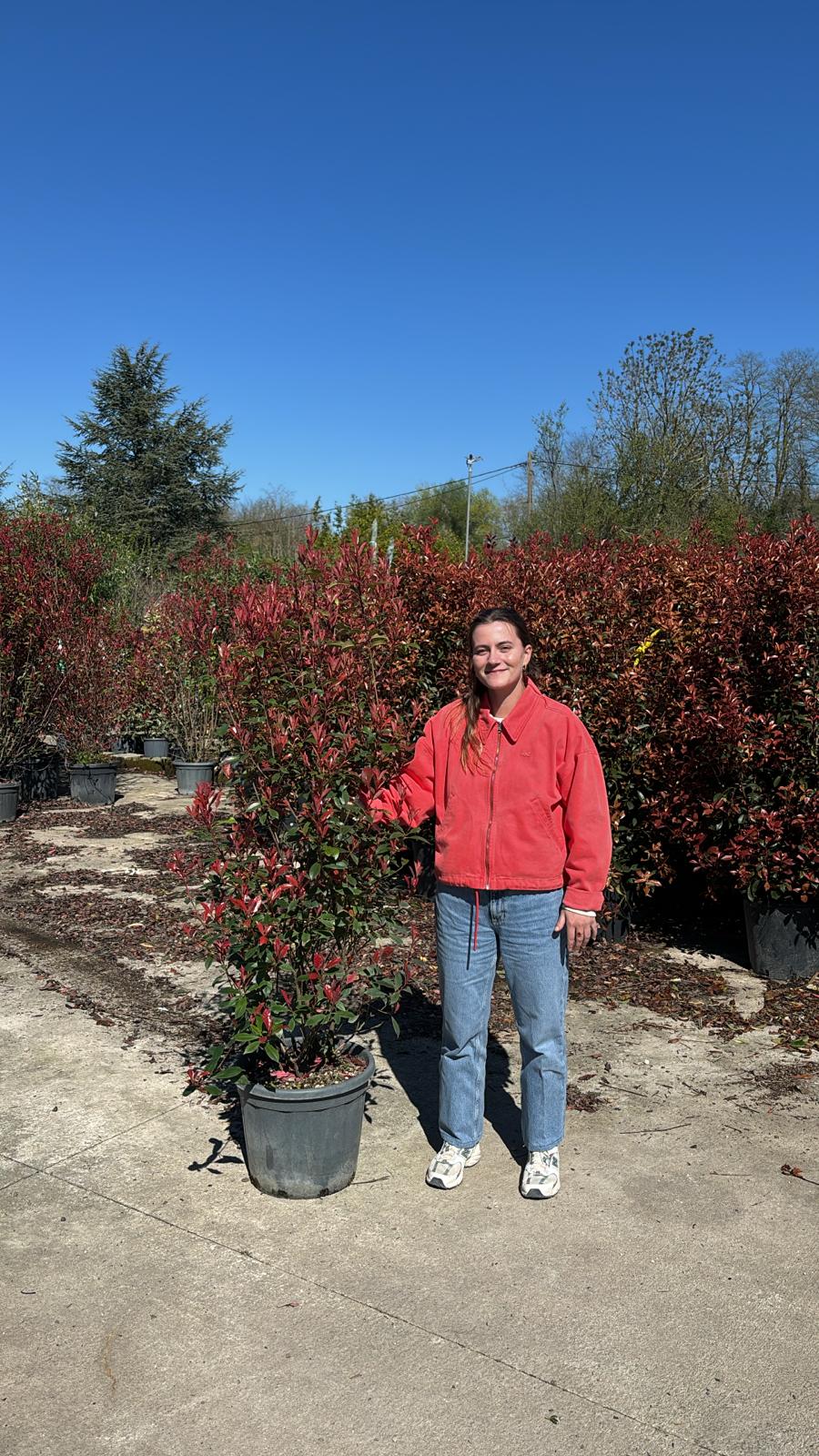 Photinia Red Robin en touffe - Image 23